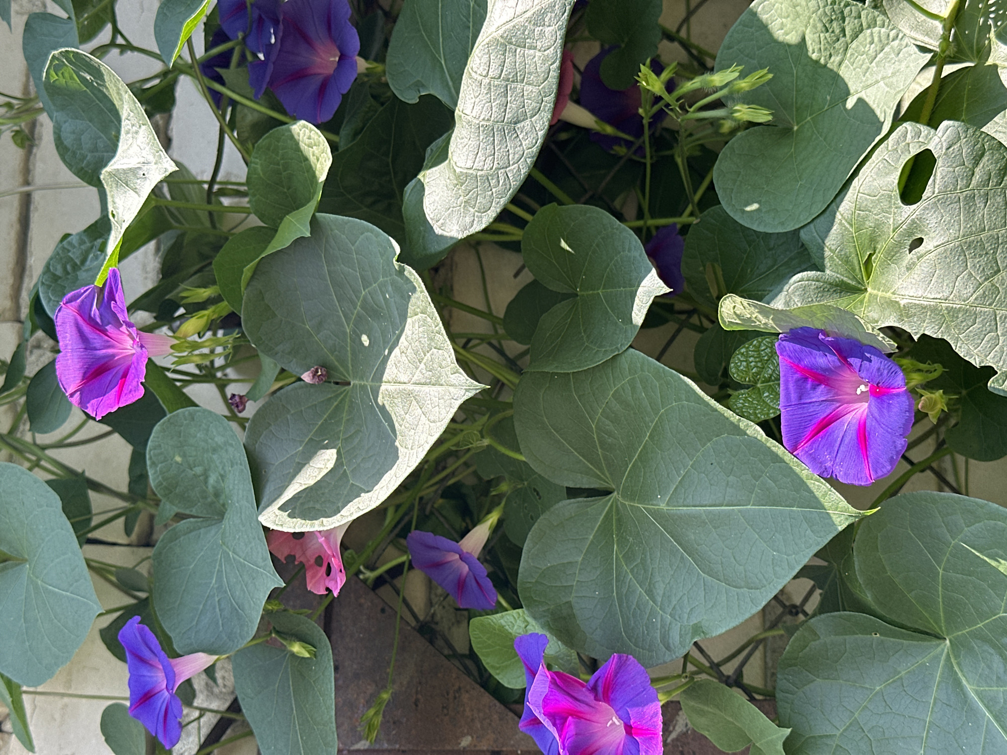 The image shows a close-up, vertical view of morning glory vines with purple and pink flowers and large, heart-shaped green leaves against a brick wall in Yessentuki, Russia. The lighting suggests it is daytime, with sunlight casting shadows. The vines are densely packed, with some leaves showing signs of wear, such as small holes. There are no people or animals visible in the image. The setting appears to be an outdoor garden or patio area.