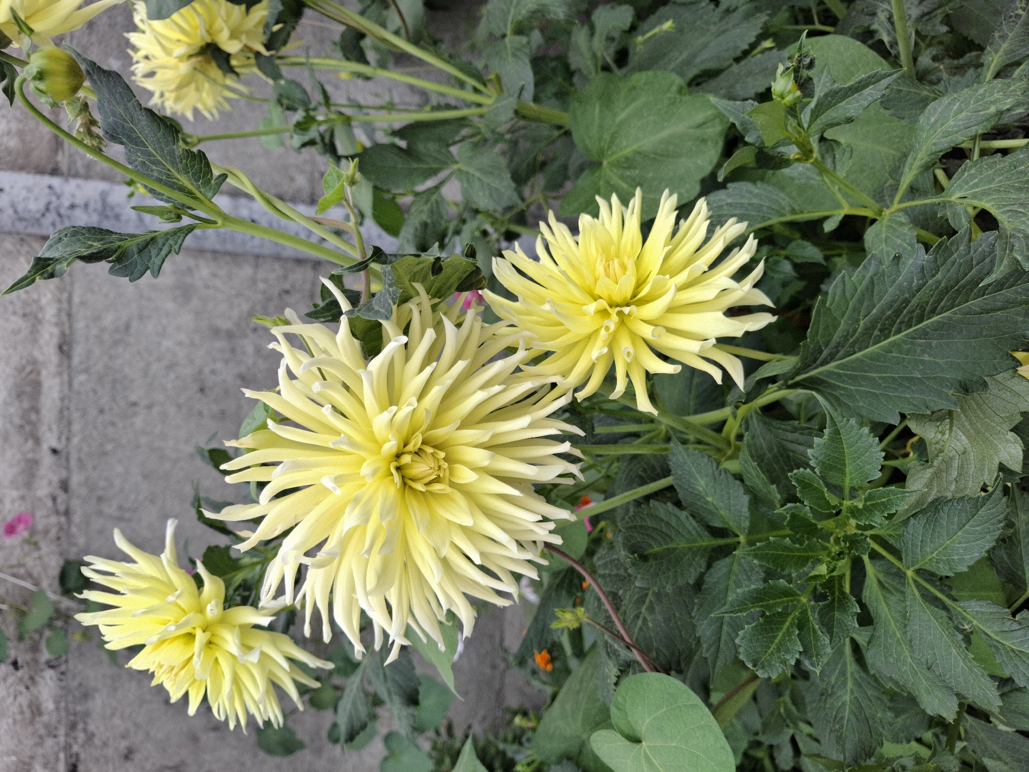 A close-up, eye-level shot shows several yellow dahlia flowers and dark green foliage against a grey concrete wall. The dahlias, with their spiky petals, are the primary subjects, with the largest bloom positioned in the center of the frame. The background is a textured, light grey concrete wall, with a vertical white pole visible on the right side. Hints of other plants and flowers are present but out of focus. The scene is devoid of human presence or activity. The image is captured during daylight.