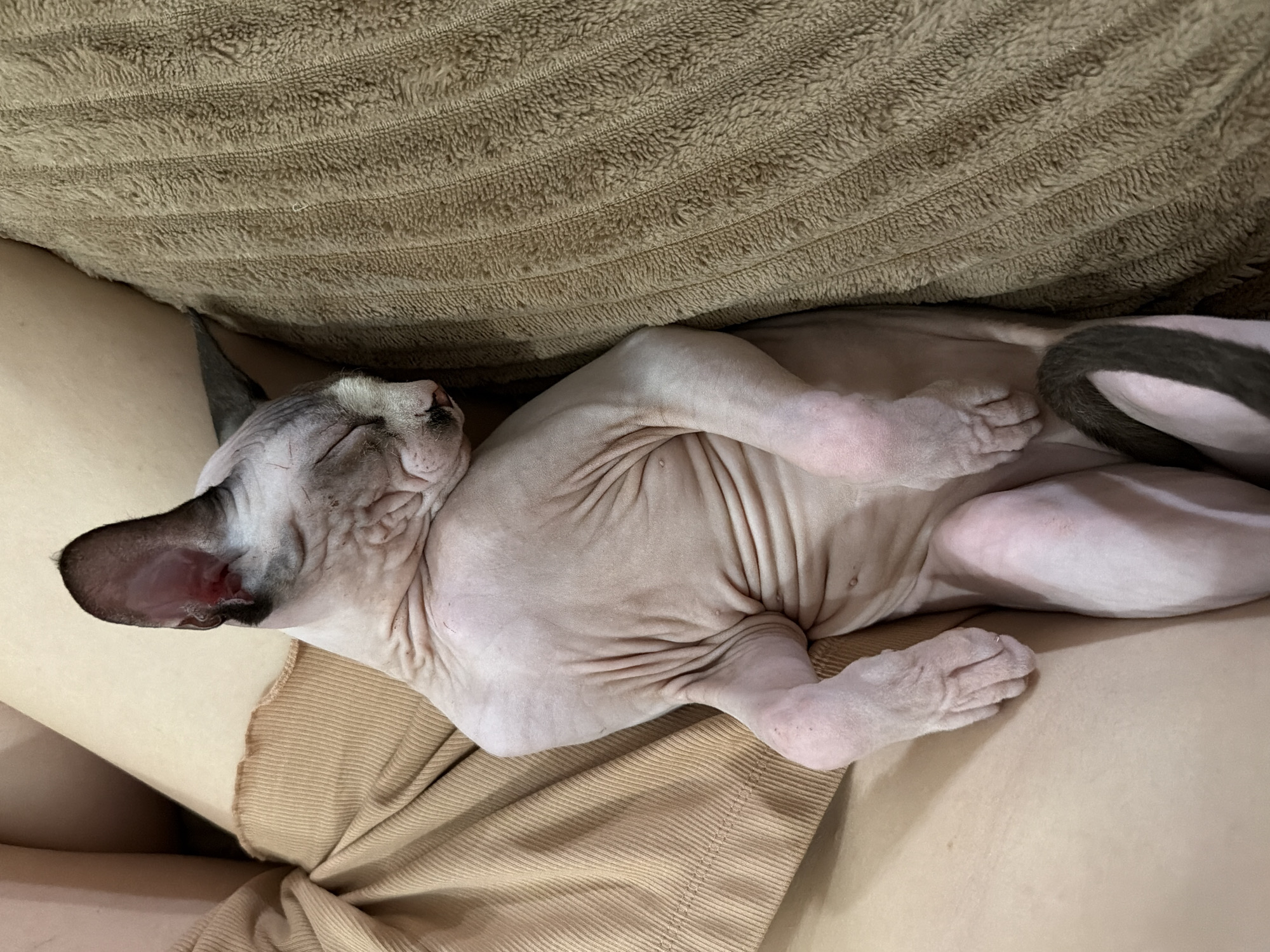 A close-up, overhead shot shows a hairless Sphynx cat sleeping curled on a person's lap, nestled against a brown, fuzzy blanket. The cat's eyes are closed, and its skin is wrinkled. The person's bare legs and thigh are visible, covered partially by a tan, ribbed fabric. The cat's tail, dark brown with lighter stripes, curls around its body. The scene appears to be indoors, in a casual setting.