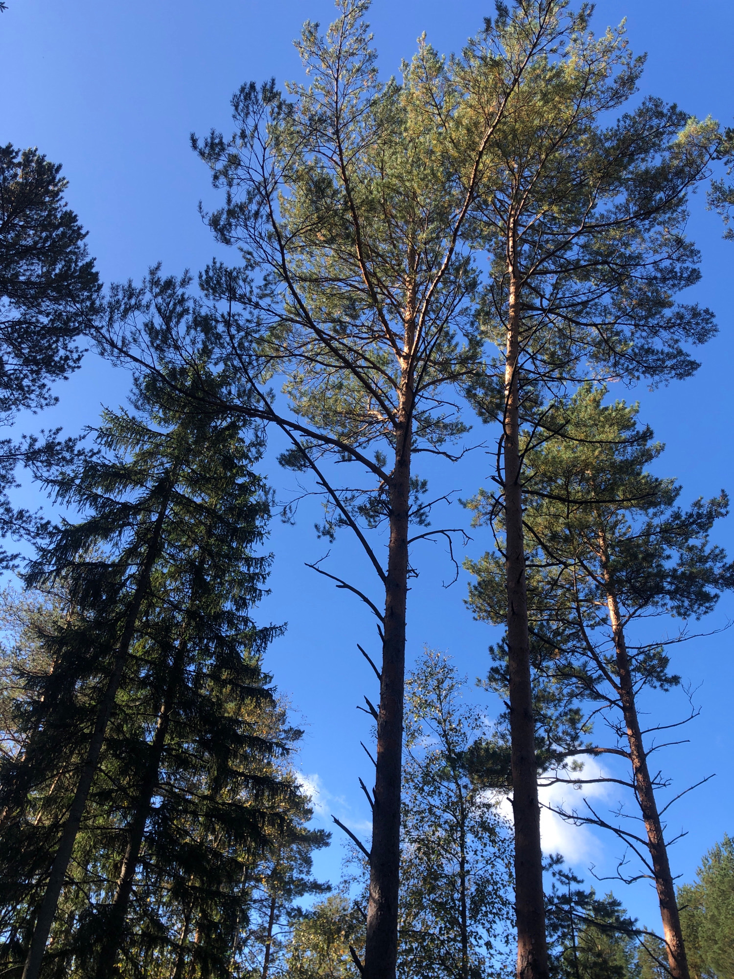 This is a low-angle, full-frame photograph of a forest canopy against a bright blue sky, taken in Arfa, Russia. Tall pine trees, with their rough, brown bark and green needles, dominate the scene. The branches of the pine trees extend upwards and outwards, creating a dense, layered effect against the sky. Some of the pine needles are illuminated by sunlight, giving them a golden-green hue. In the background, the sky is a clear, vibrant blue with a few wispy white clouds. The overall impression is one of a peaceful and natural forest setting.