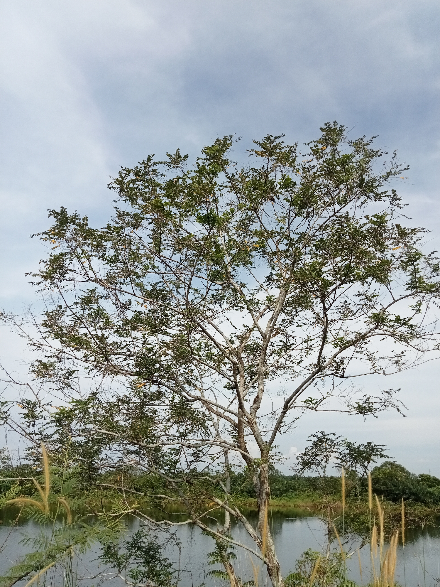 This is a photograph taken in Kualu, Indonesia, featuring a large tree in the foreground. The tree has a bare, light-colored trunk and branches, with sparse green leaves clustered at the ends of its limbs. The tree is situated on the edge of a body of water, likely a pond or lake, which reflects the sky and surrounding vegetation. In the background, a dense line of trees and foliage forms a natural backdrop. The sky above is partly cloudy, with a mix of white clouds against a pale blue expanse. The overall scene depicts a natural, outdoor environment.
