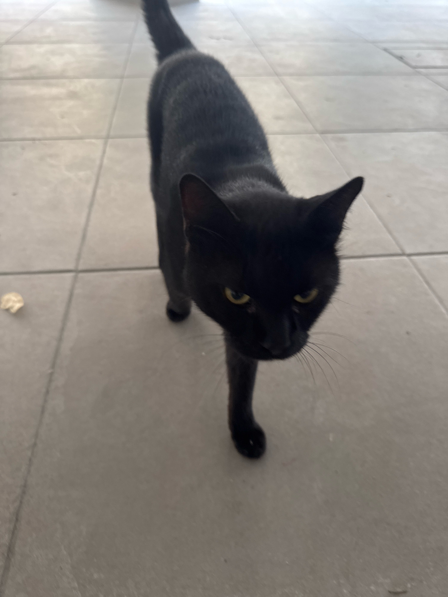 A black cat is walking on a tiled surface in what appears to be an outdoor or semi-outdoor area. The cat is in focus, with its head turned towards the camera. The tiles are light-colored and laid in a grid pattern. There is a small, light-colored object on the tiles to the left of the cat, which might be a piece of debris. The background is blurred, but suggests a bright, possibly sunny environment. The overall impression is of a domestic cat in a common urban or suburban setting. The location specified is Agios Tychona Community, Cyprus.