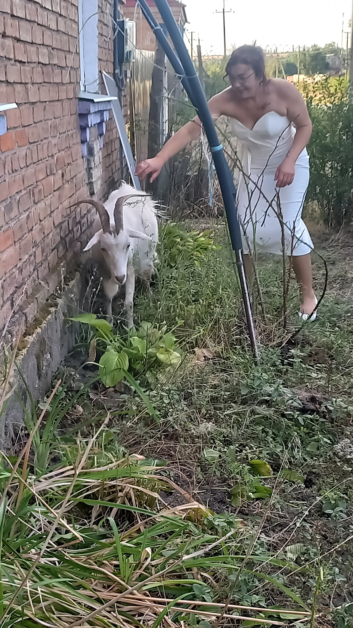A woman in a white strapless dress is reaching towards a goat near a brick wall in Klyntsi, Ukraine. The goat has large, curved horns and is facing the camera. The woman appears to be looking down at the goat, and her hand is extended towards it. The environment is overgrown with grass and weeds, and there is a metal pole in the foreground. The scene appears to be outdoors, possibly in a backyard or alleyway. The lighting suggests it is daytime.