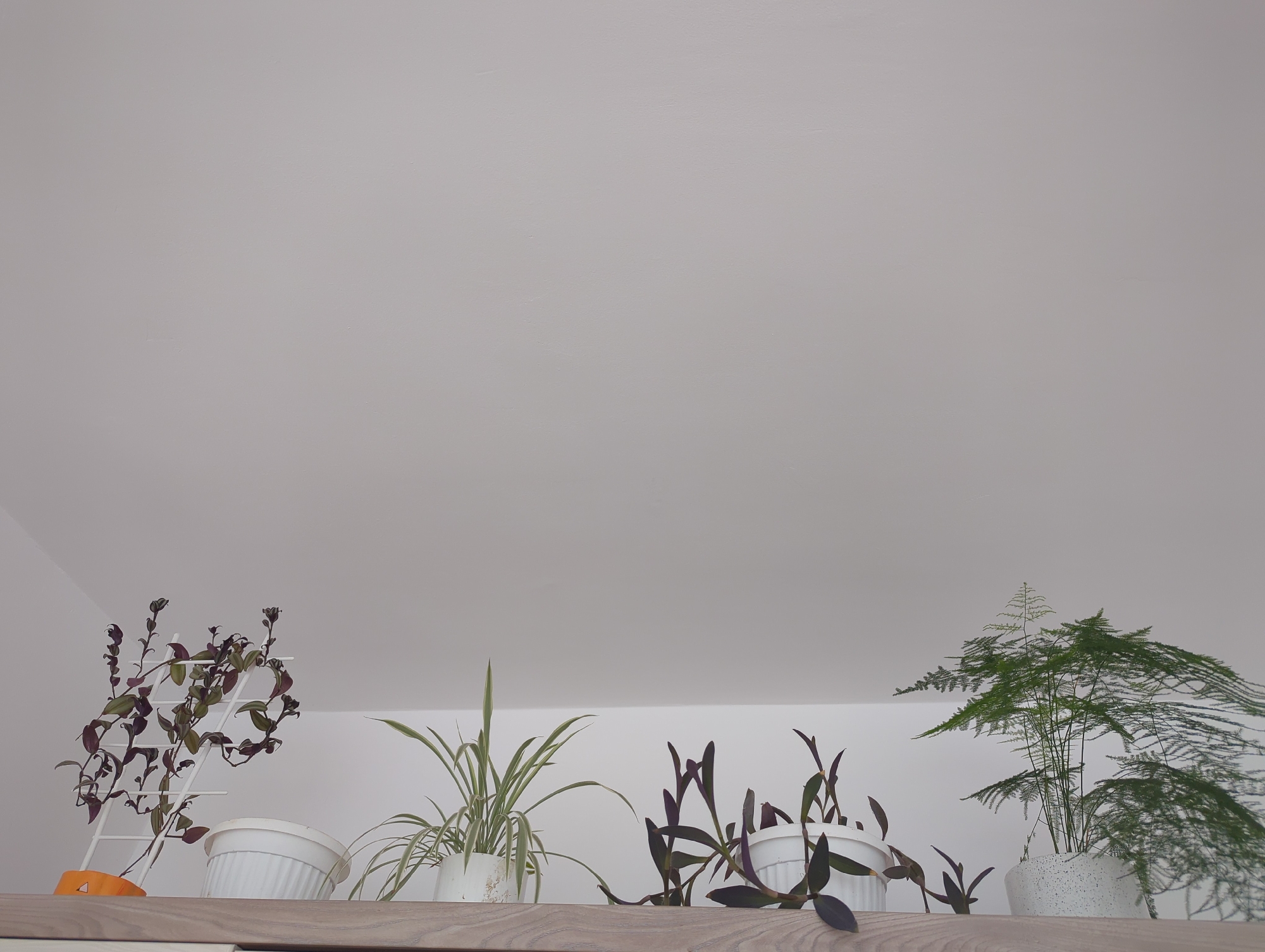 The image depicts an interior setting in the city of Burgas, Bulgaria, captured from a low-angle perspective. The scene focuses on a collection of potted plants resting on a light-colored wooden shelf, positioned against a plain white wall. The upper two-thirds of the frame are dominated by a featureless white ceiling or upper wall section.
On the shelf, from left to right, the following subjects are visible:
1. A vining plant featuring dark green and maroon leaves, trailing upwards on a white, minimalist ladder-style trellis. The plant is housed in a white, ribbed pot, which rests on a small, bright orange base.
2. A variegated spider plant (Chlorophytum comosum) with long, arching green leaves striped with lighter cream or white, presented in a round white pot with a textured surface.
3. Two separate white pots, both containing plants with elongated, somewhat fleshy, dark purple leaves, likely a species of Tradescantia.
4. A feathery asparagus fern (Asparagus setaceus) with delicate, light green, needle-like foliage, prominently displayed in a textured white pot similar to the spider plant's.
The environment appears clean and well-lit, with diffuse light illuminating the subjects and the white background. No people or actions are visible within the frame. The overall impression is one of simple, indoor horticulture.