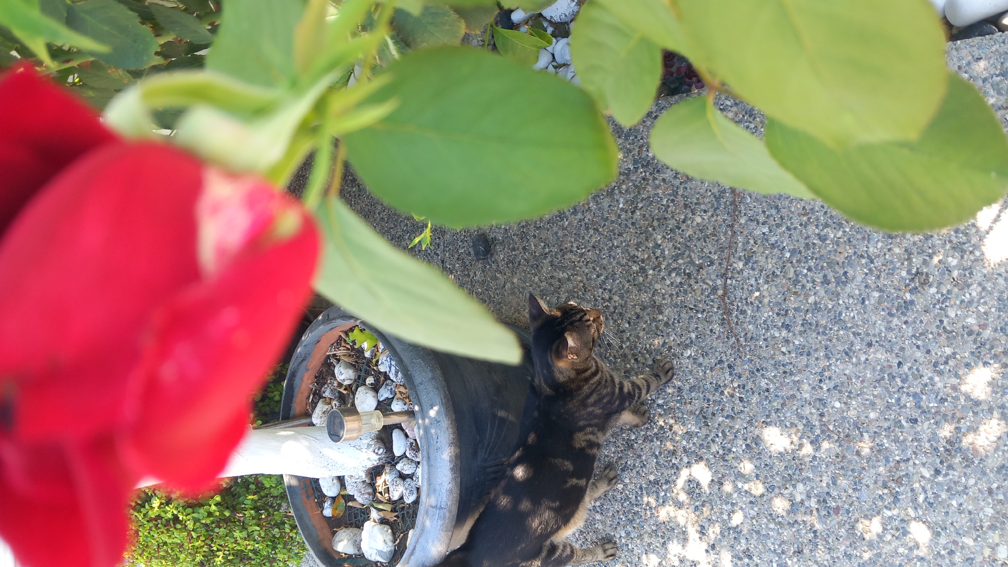 A tabby cat walks on a gravel path next to a large potted plant. The cat is dark brown with black stripes and is facing towards the right of the image. The pot is dark gray and contains small white rocks and a solar-powered garden light. A blurred red flower is in the foreground, partially obscuring the pot and the cat. Green leaves from a plant are also visible in the foreground and background. The scene appears to be outdoors in a sunny location, possibly a garden or courtyard. The specific location in Άγιος Νεκτάριος, Greece, is not discernible from the image itself.