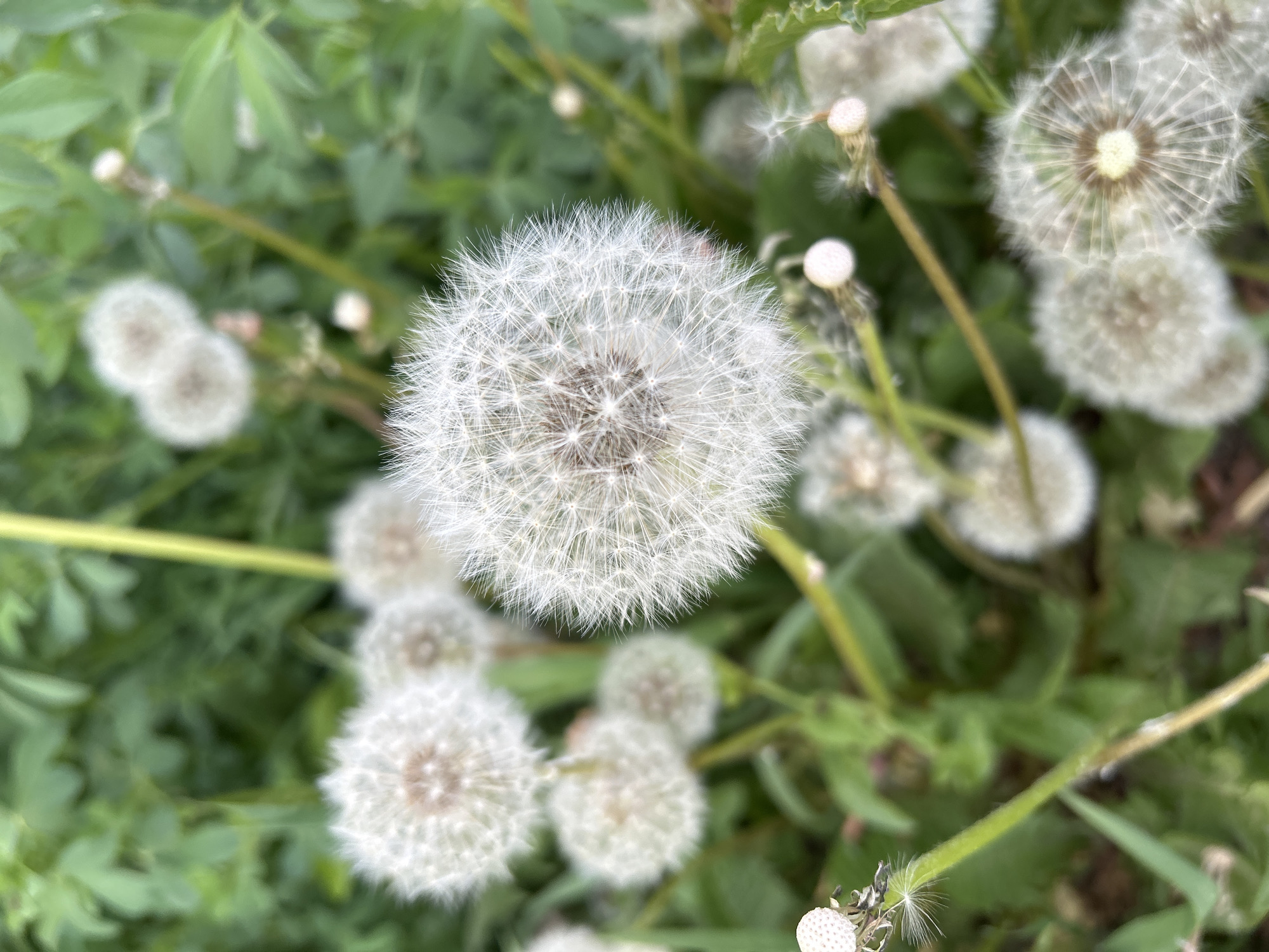 The image depicts a close-up view of a cluster of dandelions in seed. The central dandelion is in sharp focus, displaying its spherical form with numerous white, filamentous seeds radiating from a central point. Surrounding it are several other dandelions in varying stages of seed dispersal, some more intact than others. The background consists of green foliage, possibly grass and other low-lying plants, out of focus. The location is not discernible from the image, so the city of Uray, Russia, cannot be confirmed or denied.