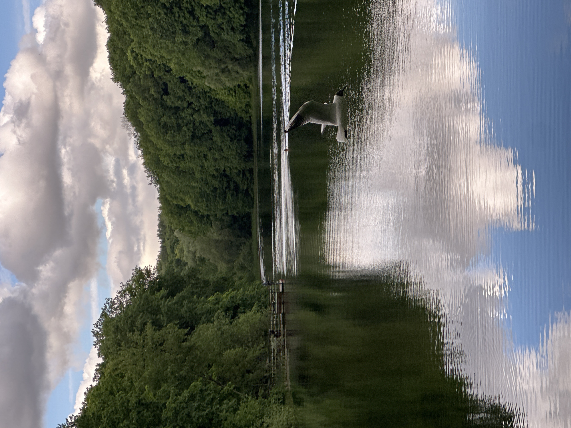 The image shows a lake surrounded by dense green trees, with a cloudy sky reflected in the water. A white bird, possibly a seagull, is perched on a structure in the middle of the lake. A wooden pier extends into the lake. The photo appears to be taken at the Second Lake of Shchelokovsky Khutor in Nizhny Novgorod, Russia.