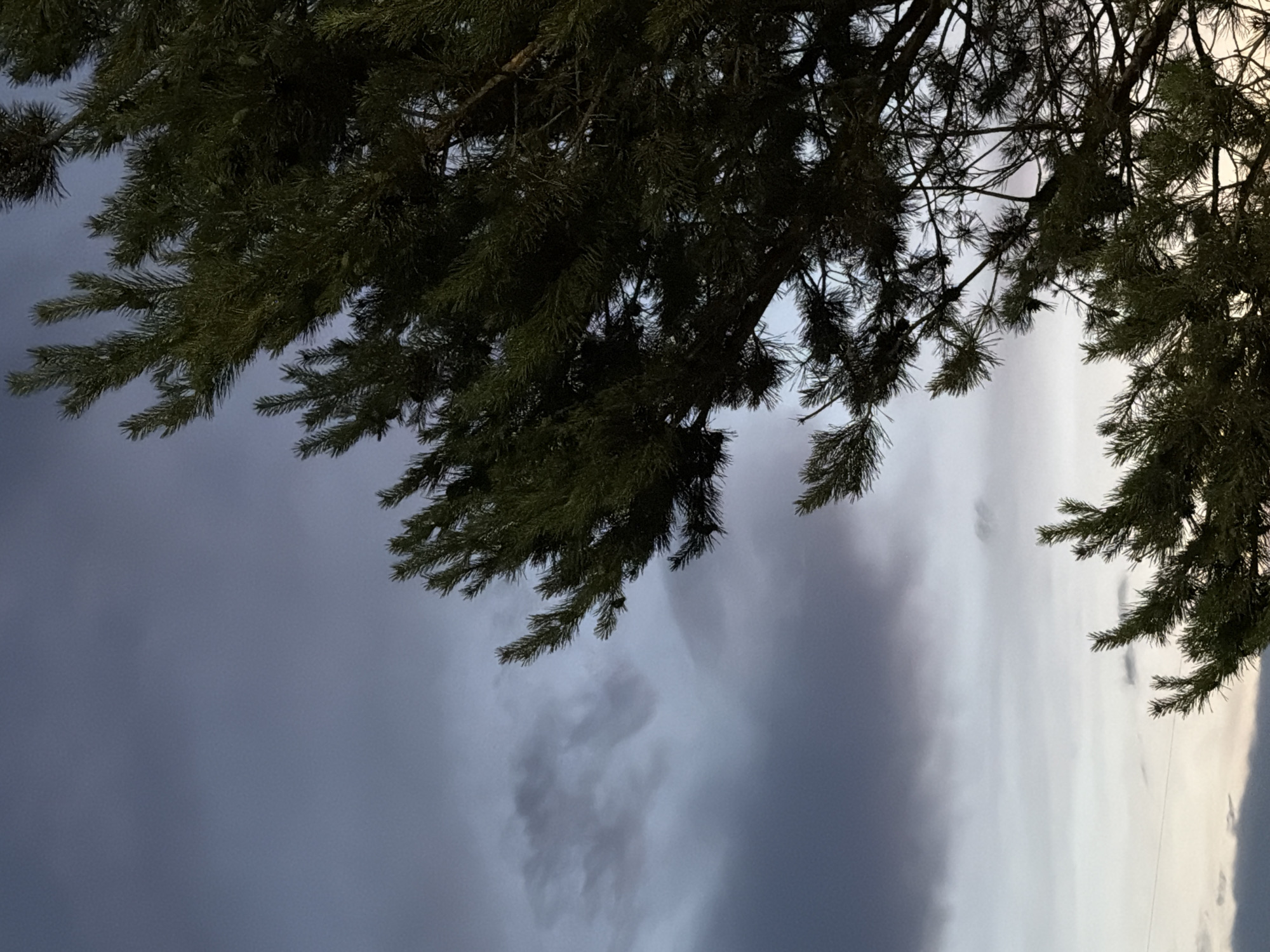 The image depicts a cloudy sky with pine trees in the foreground. The sky is a gradient of dark grey and lighter grey, with some wispy clouds visible. The pine trees are dark green and fill the right side of the frame, with branches and needles detailed. The overall lighting suggests it is either dawn or dusk. The scene is consistent with the natural environment found in and around the city of Chaikovsky, Russia, known for its proximity to forests and a natural landscape. No people or specific objects indicative of urban life are prominently featured, focusing instead on the natural elements of the environment.