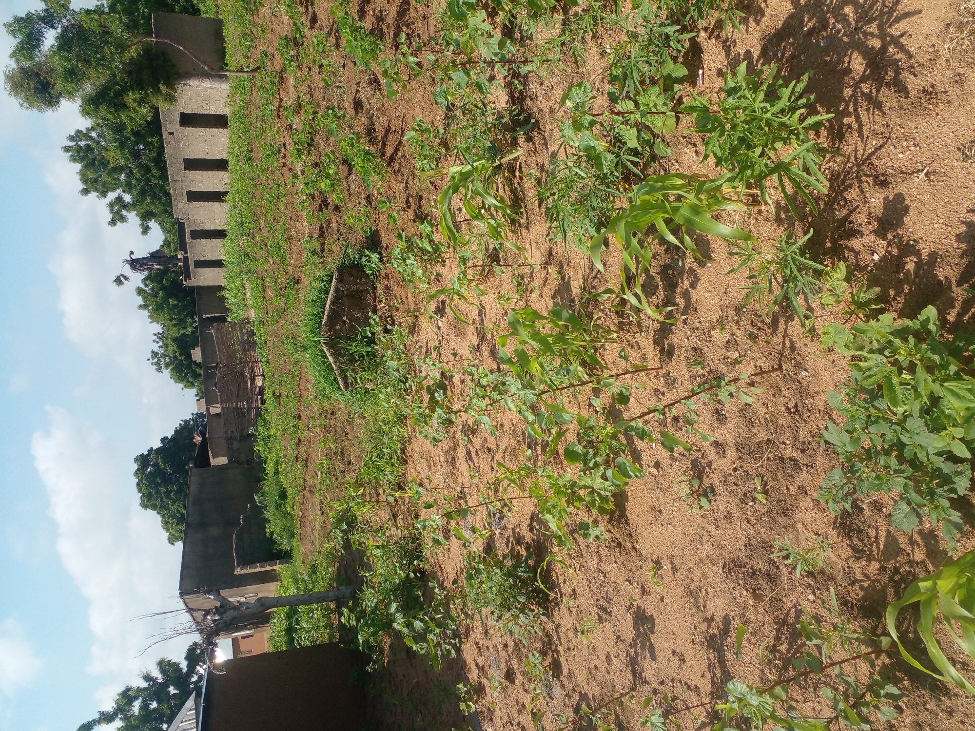 A medium shot captures a rural landscape with agricultural elements and unfinished structures under a bright, cloudy sky. In the foreground, sandy soil is dotted with various green plants, some appearing to be crops such as young corn stalks and leafy bushes. A few bare, spindly trees are scattered throughout the scene.
In the mid-ground and background, a series of unfinished, concrete block buildings stand. One building has a row of open doorways. Behind these structures, dense green trees form a natural backdrop. A partially visible, dark-colored structure is also present on the far left. The overall impression is one of ongoing construction and agriculture in a somewhat unkempt, natural setting.