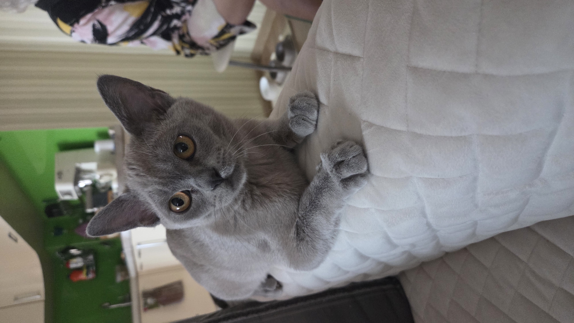 A gray kitten is clinging to the side of a white, cushioned surface, possibly a sofa or mattress. The kitten is oriented diagonally in the frame with its face turned towards the camera. Its paws are gripping the white material. The background includes a green cabinet, some blurry objects, and a person or clothing items in the upper portion of the frame. The photo may have been taken indoors, possibly in a home or apartment. The location in the city of Chaikovsky, Russia is not discernible from the image.