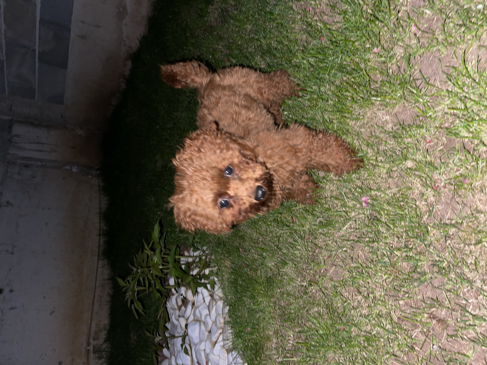 A brown poodle-type dog lies on a patch of grass. The dog is positioned in the center of the frame, looking directly at the camera. The grass appears to be well-maintained and is interspersed with patches of bare earth and small pink flowers. To the left of the dog, there is a white decorative stone border along a building, where a small plant is growing. The image appears to have been taken at night, as the lighting is dim. I don't have information that ties this image to the city of Sofia, Bulgaria.