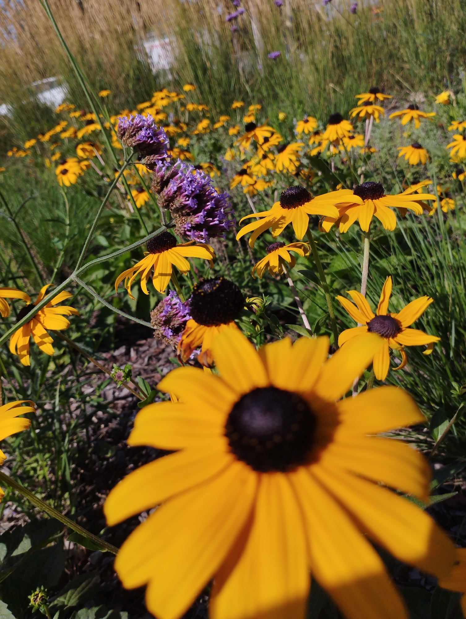 A close-up, shallow depth of field shot captures a cluster of bright yellow Black-Eyed Susans in a garden setting. One large Black-Eyed Susan dominates the foreground, its petals a vibrant yellow with a dark, textured center, casting a shadow on its own petals. Behind it, several other Black-Eyed Susans are visible, some in focus and others blurred, creating a sense of depth. Interspersed among the yellow flowers are spikes of purple flowers, adding a contrasting color to the scene. The background is a blur of green grass and dried stalks, suggesting a natural or park-like environment. The lighting is bright, indicating a sunny day. There is no visible indication of Warsaw, Poland.