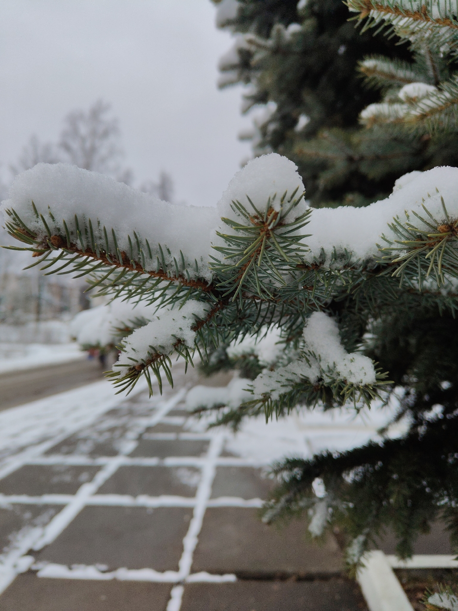 A close-up photograph shows a snow-covered evergreen tree branch in an outdoor setting. The branch is in focus, with green needles dusted with white snow. In the background, a blurred sidewalk with white grout lines and a snow-covered road are visible. Further in the background, a building and other trees are indistinct due to the shallow depth of field and overcast lighting. The sky is gray, suggesting a winter day.
