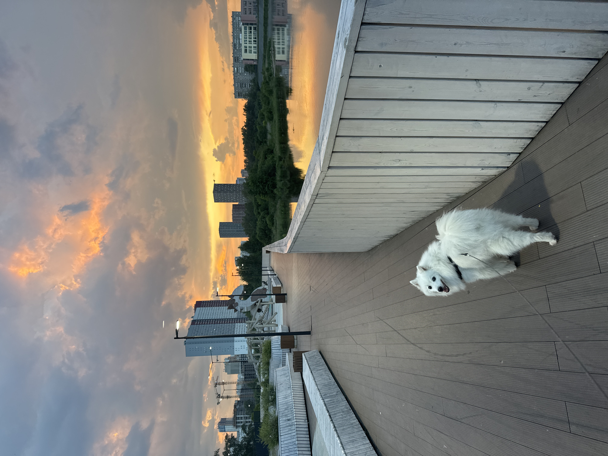 A white fluffy dog with a black harness is on a wooden walkway near a body of water. The dog is facing away from the camera, looking back over its shoulder. The walkway has a white wooden railing on the right side. In the background, there are several tall buildings, construction cranes, trees, and a body of water reflecting the colorful sunset sky. The sky is filled with dramatic clouds, illuminated by orange and yellow hues. This scene appears to be located in Yekaterinburg, Russia, likely at a waterfront park or promenade.