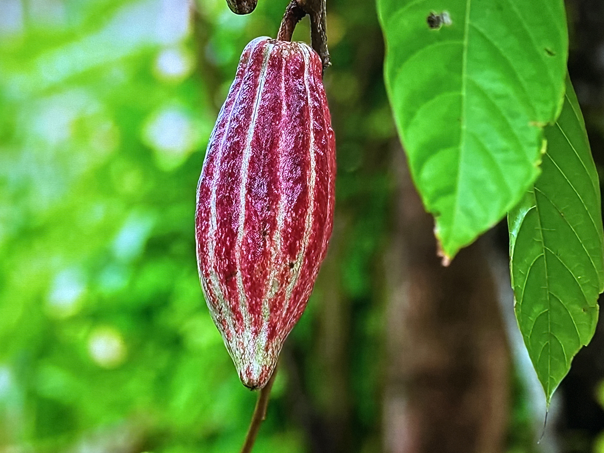 A close-up, eye-level, outdoor shot focuses on a single, deep red and white striped cocoa pod hanging from a branch. The pod is oval-shaped, with distinct vertical ridges running its length, tapering to a point at the bottom. It appears to be ripe, with a slightly textured surface. To the right of the pod, a large, vibrant green leaf curves into the frame, its veins clearly visible. The background is a blur of soft greens, suggesting foliage and dappled sunlight, creating a shallow depth of field that emphasizes the cocoa pod. There are no people or any discernable urban elements present. The image depicts a natural, botanical scene. This image does not contain any information that would indicate its location within the city of Almaty, Kazakhstan.