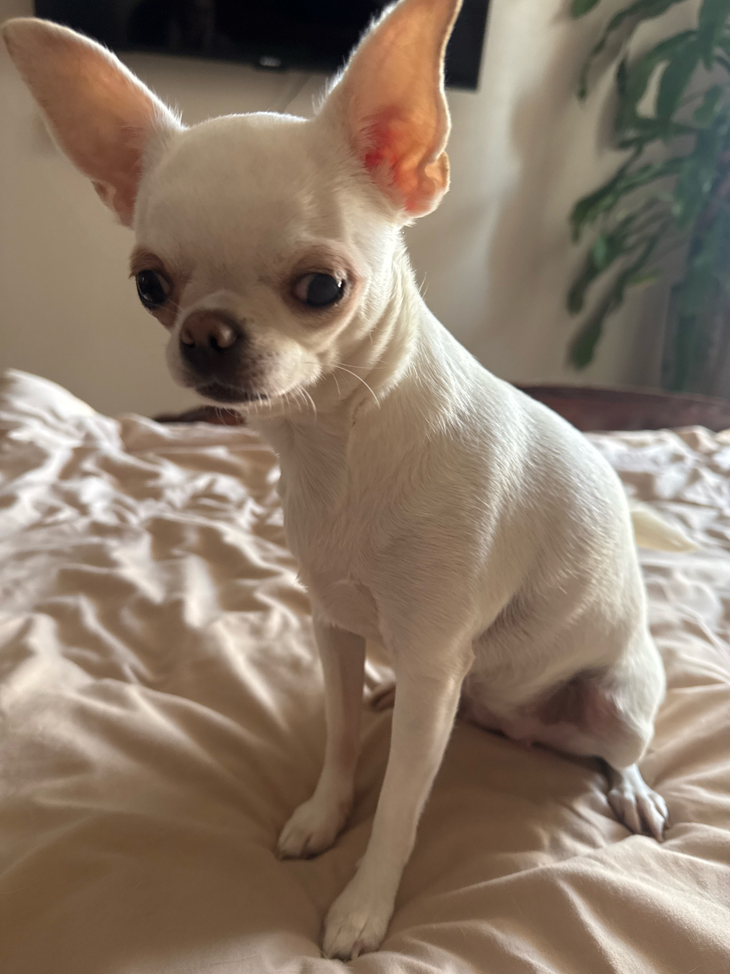 A white chihuahua dog is sitting on a beige bed. The dog is facing the camera, with its head tilted slightly to the left. Its ears are large and pointed, and its eyes are dark and expressive. The dog's body is slender, and its tail is curled up over its back. The bed is covered with a wrinkled beige duvet. In the background, a dark object, possibly a television, is visible. To the right, a green plant with long leaves is partially obscured. The lighting in the room is soft and natural, suggesting it is daytime. There is no indication of the location in Novosibirsk, Russia.