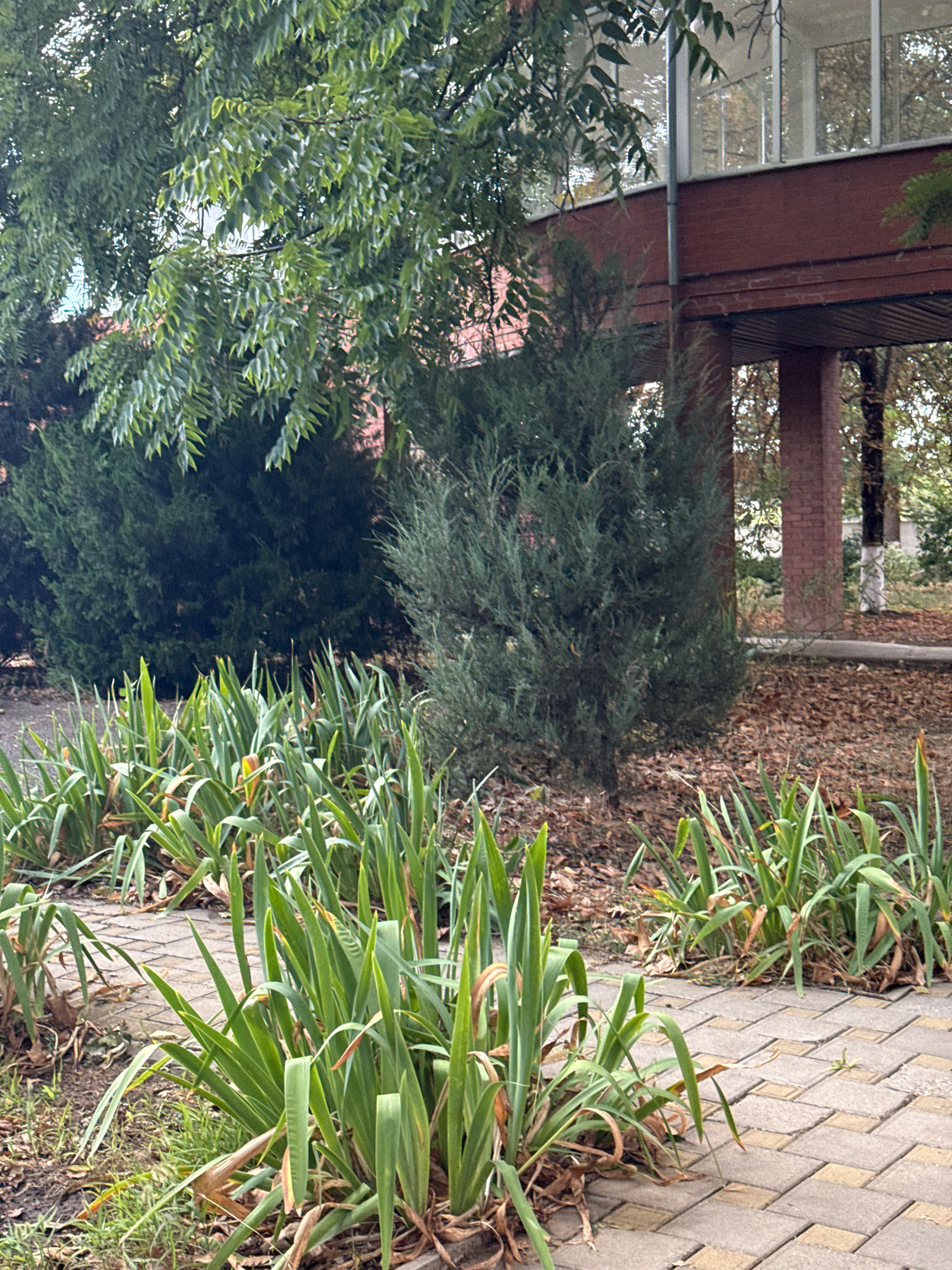 The image shows an outdoor scene in what appears to be a park or garden area adjacent to a building. In the foreground, several clumps of green, sword-shaped plants, possibly irises, grow along a paved walkway made of tan and grey rectangular stones. The walkway curves to the left and recedes into the background. Behind the plants, there are several evergreen bushes, appearing dense and dark green. Beyond the bushes, a portion of a brick building is visible with a reddish-brown facade and white-framed windows on an upper level. The building has an overhang supported by brick pillars. Fallen leaves are scattered on the ground between the walkway and the building. A large tree with green leaves shades the left side of the image. The overall impression is a well-maintained but somewhat overgrown outdoor space. There are no people visible in the image.