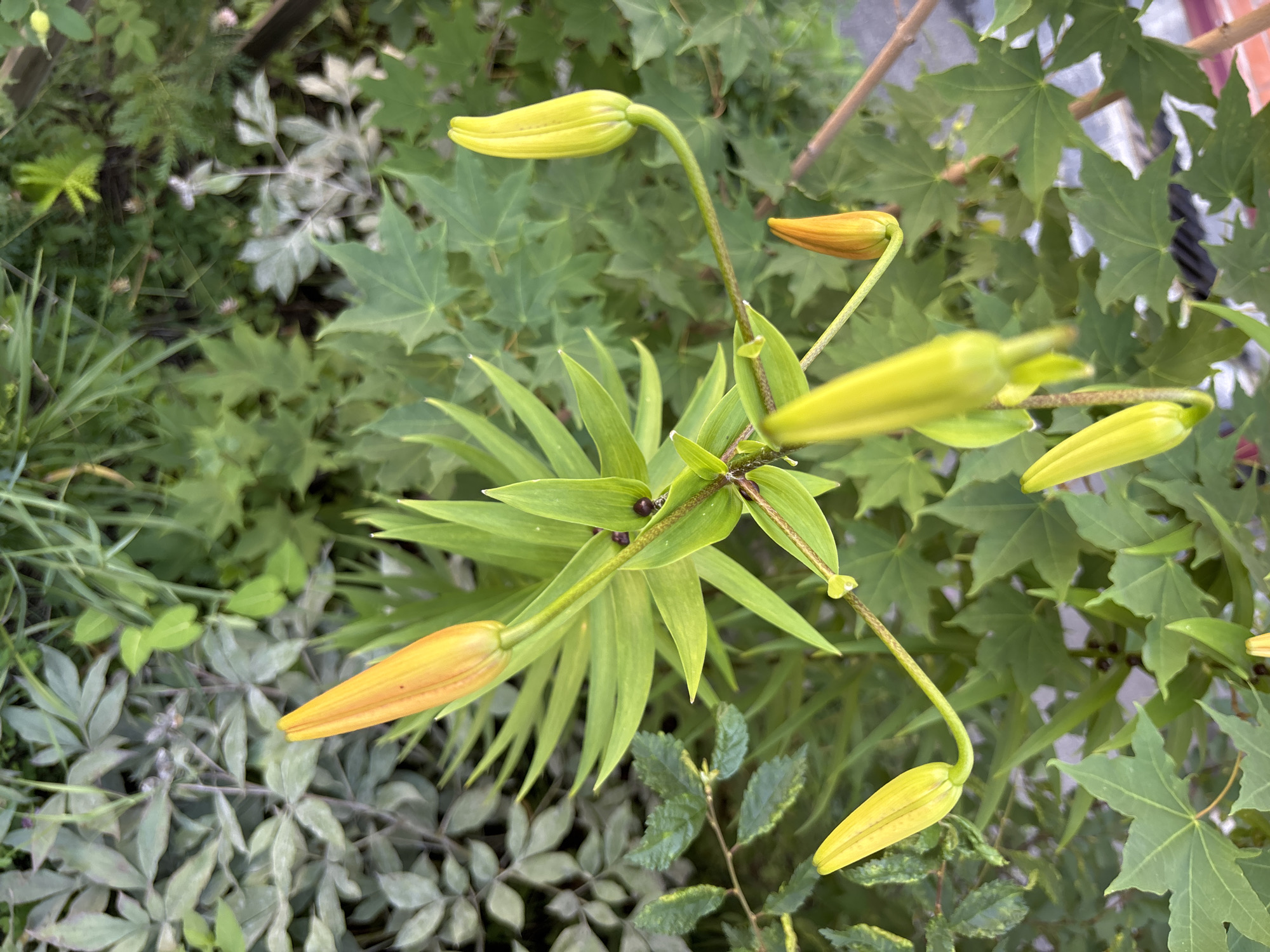 The image shows several lily buds on a plant. The buds are elongated and some are a pale yellow-green while others are a darker orange-yellow. They are growing on thin stems with long, pointed green leaves. The plant is surrounded by other green foliage, including some with lobed leaves that appear to be maple leaves, and some with smaller, rounded leaves. The background is a blur of green and some lighter-colored plants. There are no people or animals visible in the image. The setting appears to be outdoors in a garden or natural area. There is no information available to determine the specific location in Chigiri, Russia.