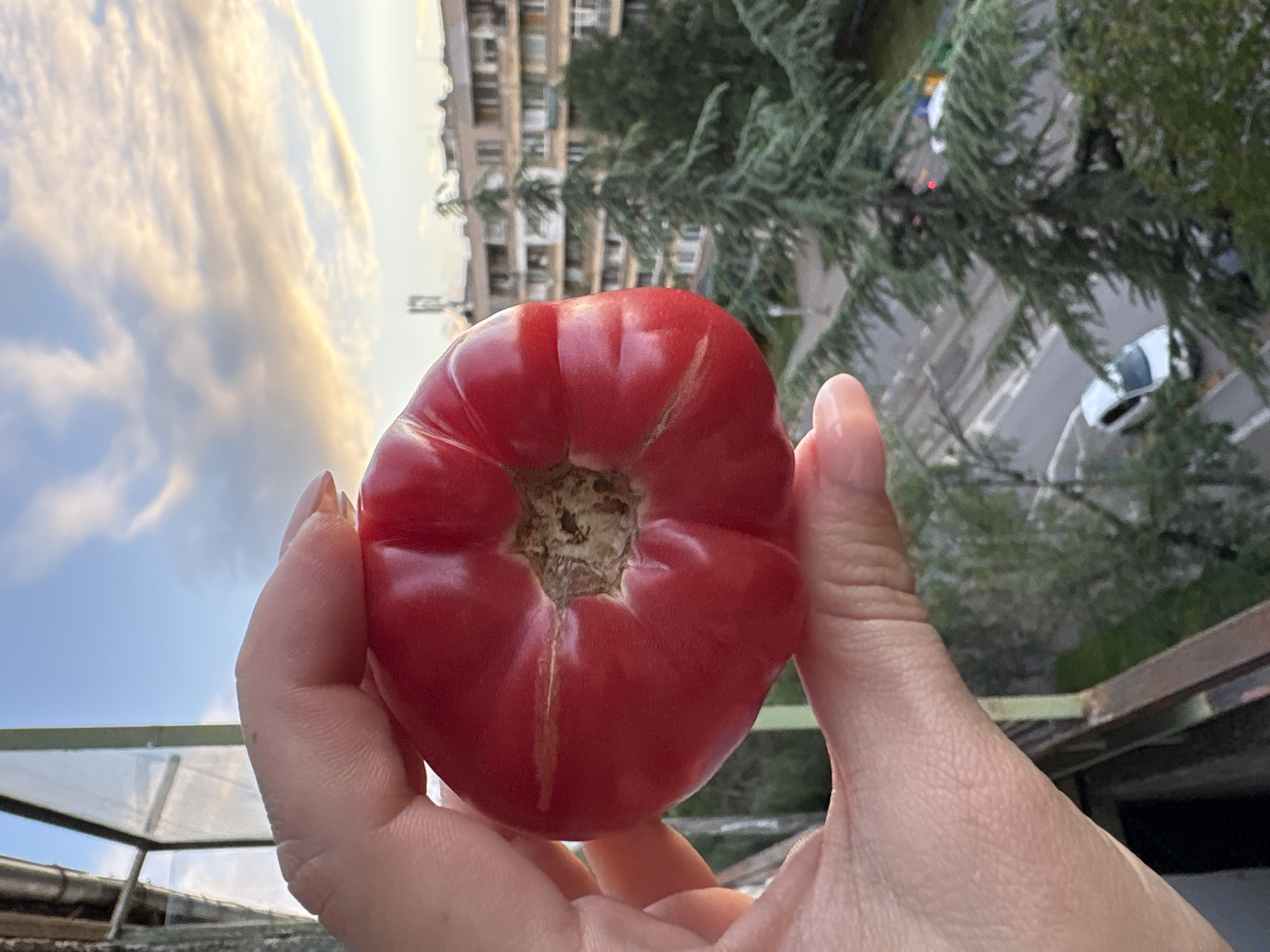 A close-up, high-angle shot captures a hand holding a large, ripe red tomato against an urban backdrop, likely from a balcony or window in Sofia, Bulgaria. The tomato, possibly a beefsteak variety, is the central subject, appearing plump and slightly irregular in shape with distinct lobes and a prominent scar or mark at its stem end. Its skin is smooth and glossy, reflecting the light.
The hand, showing parts of the palm and fingers, gently grasps the tomato. The fingernails are visible and appear well-maintained.
In the background, an urban environment unfolds. Directly behind the tomato and hand, a multi-story residential building with numerous windows is visible, partially obscured by green foliage, likely from trees. Further below and to the right, a street with a white car and other indistinct vehicles can be seen, partially covered by dense green coniferous tree branches. To the left, part of a balcony railing with a green frame and transparent panels is visible.
The sky occupies the upper left portion of the image, displaying a mix of blue sky and scattered clouds with warm, golden hues, suggesting either late afternoon or early evening. The overall lighting is soft and natural.
The image depicts a simple moment of admiring or showcasing a fresh tomato, set against the everyday scenery of a city. No text is visible in the image.