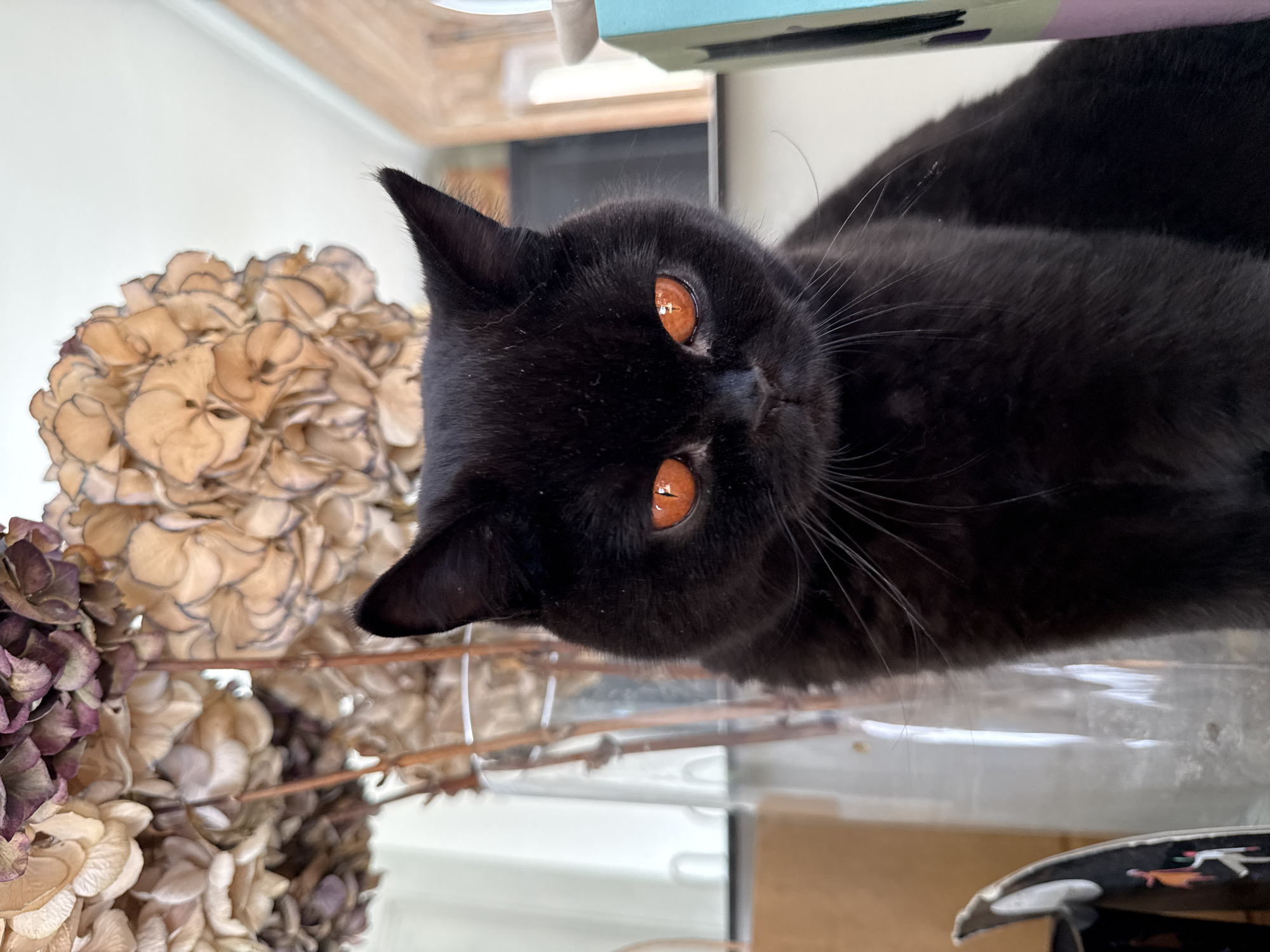 A black cat with amber eyes is positioned to the right of a dried hydrangea wreath, which is in the bottom left of the image. The cat is peering over the edge of a clear plastic container, and the background is out of focus. The location is not discernible.