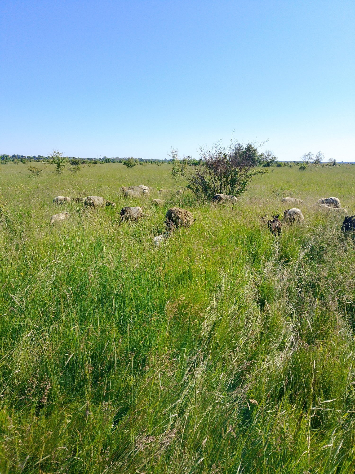 This vertical outdoor photograph captures a serene pastoral scene featuring a flock of sheep grazing in a vast, sun-drenched green field. The foreground and midground are densely covered with tall, vibrant green grass, which partially conceals the sheep as they move and feed.
Approximately 15 to 20 sheep are visible across the midground, with varying wool colors including white, beige, and darker browns. Many have their heads lowered, indicating they are actively grazing on the abundant grass. Scattered throughout the field are several bushes and small trees, most notably a dense, darker green bush in the center-right of the midground.
The background reveals a distant horizon lined with trees, suggesting a rural or semi-rural landscape. Faint structures or buildings might be discernible along the distant tree line. Above, the sky is a clear, unblemished blue, completely devoid of clouds, signifying bright and fair weather. The overall lighting is even and strong, typical of late morning or early afternoon.
No people are visible in the image, and there is no discernible text. The scene conveys a sense of peace, natural tranquility, and the quiet activity of grazing livestock in an expansive, untamed pasture.