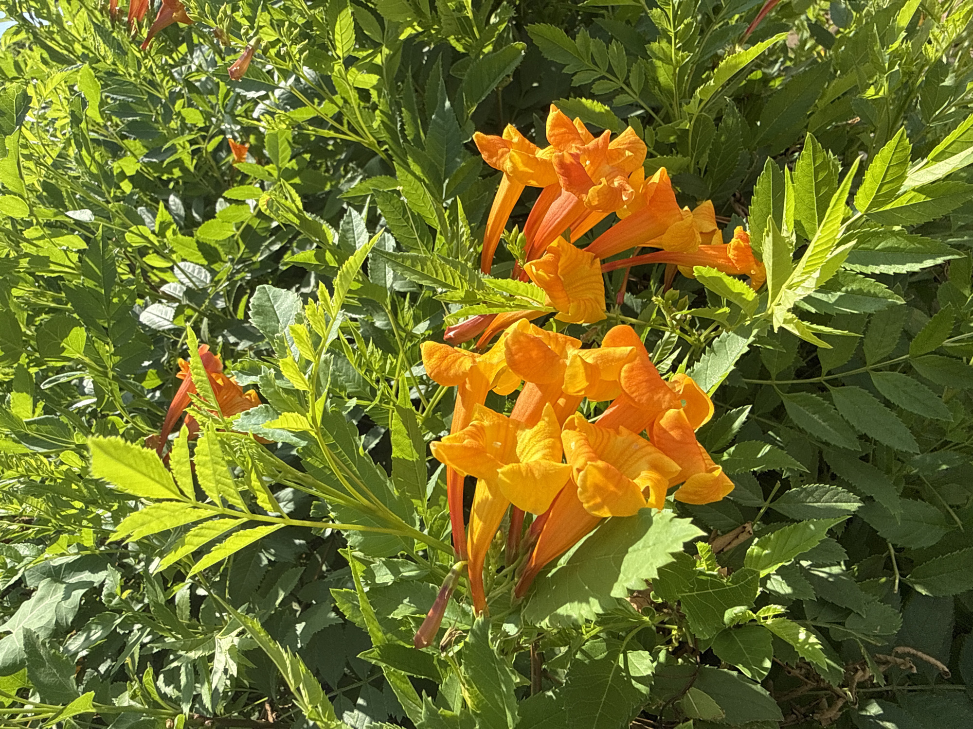 The image displays a cluster of vibrant orange trumpet-shaped flowers blooming amidst lush green foliage. The flowers are in various stages of opening, with some fully bloomed and others still in bud form. The leaves are a deep green, with some lighter, brighter green leaves in the foreground catching the sunlight. The overall impression is one of a healthy, sun-drenched plant. There are no people or animals visible in the image. The scene is domestic or garden-like. There is no information in the image to suggest a specific location within the city of Lod, Israel, beyond it being an outdoor setting with vegetation.