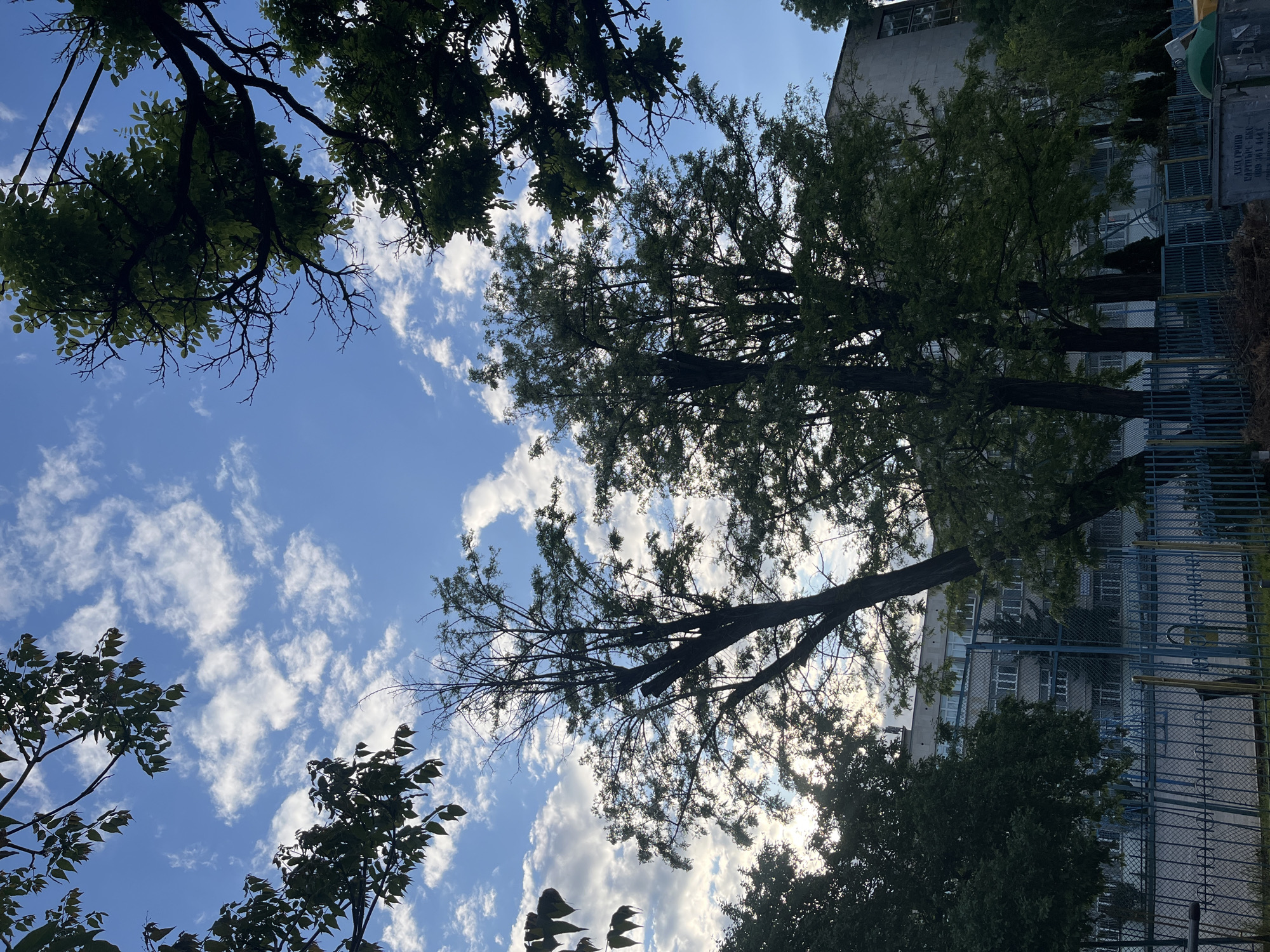 The image shows a view looking up through trees towards a pale blue sky with scattered white clouds. In the upper left and lower sections of the image, branches with green leaves are visible. Two taller trees with thinner foliage are centered, silhouetted against the sky. Behind the trees, a light-colored building with windows is partially visible. A blue metal fence runs horizontally across the mid-right of the frame. The photo appears to be taken in an urban environment, possibly in Sofia, Bulgaria, although there are no specific features or landmarks visible to confirm this. No people are visible in the image. The environment appears to be a park or green space near a building.