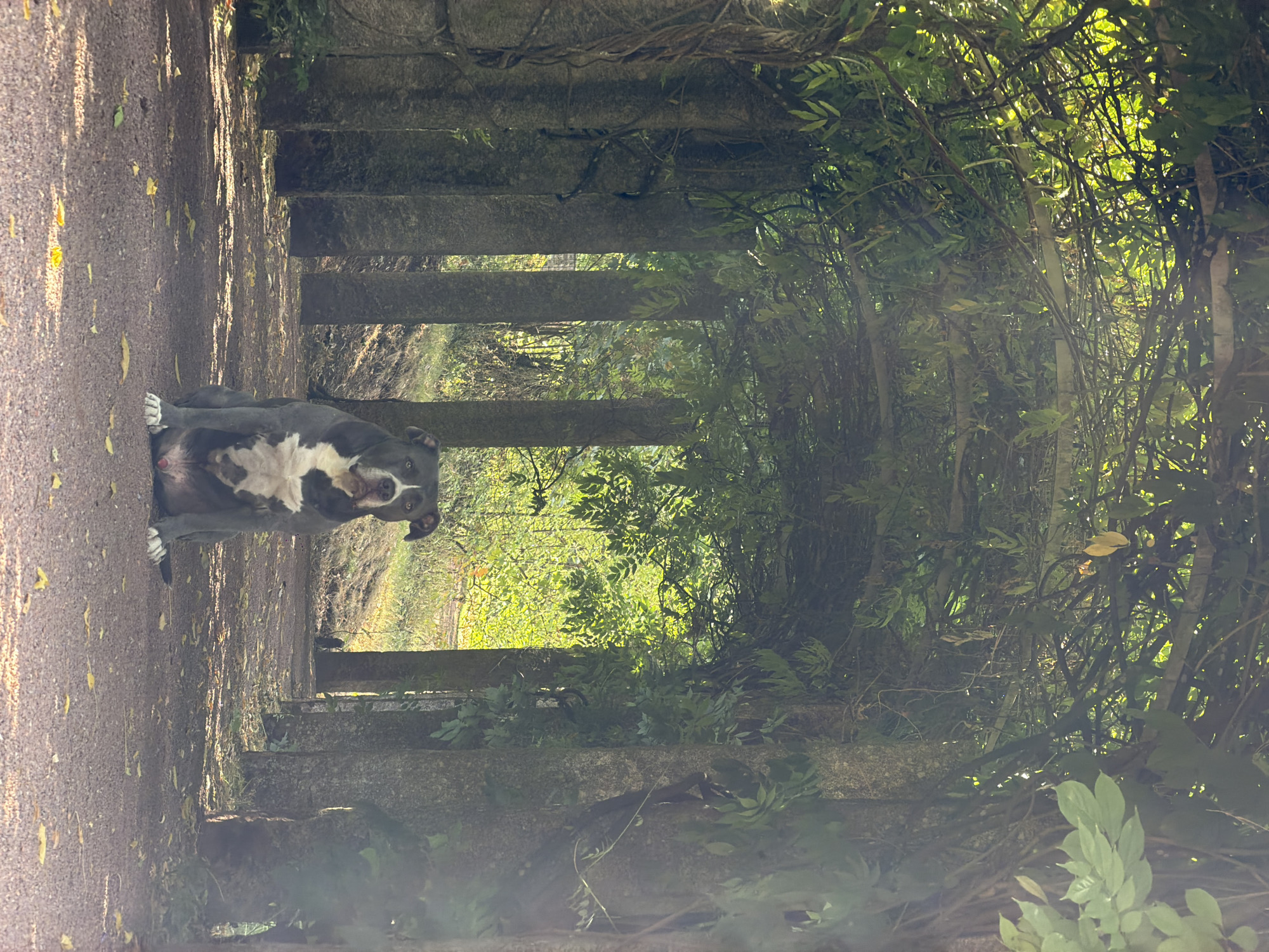 A grey and white pitbull dog is sitting in the center of a gravel pathway under a canopy of trees and vines. The pathway is lined with stone pillars on either side, creating an arched walkway. Sunlight filters through the leaves, casting dappled shadows on the ground. The dog is facing the camera with its ears perked and a neutral expression. The background shows a blur of greenery and trees, suggesting a park or garden setting within the city of Esch-sur-Alzette, Luxembourg.
