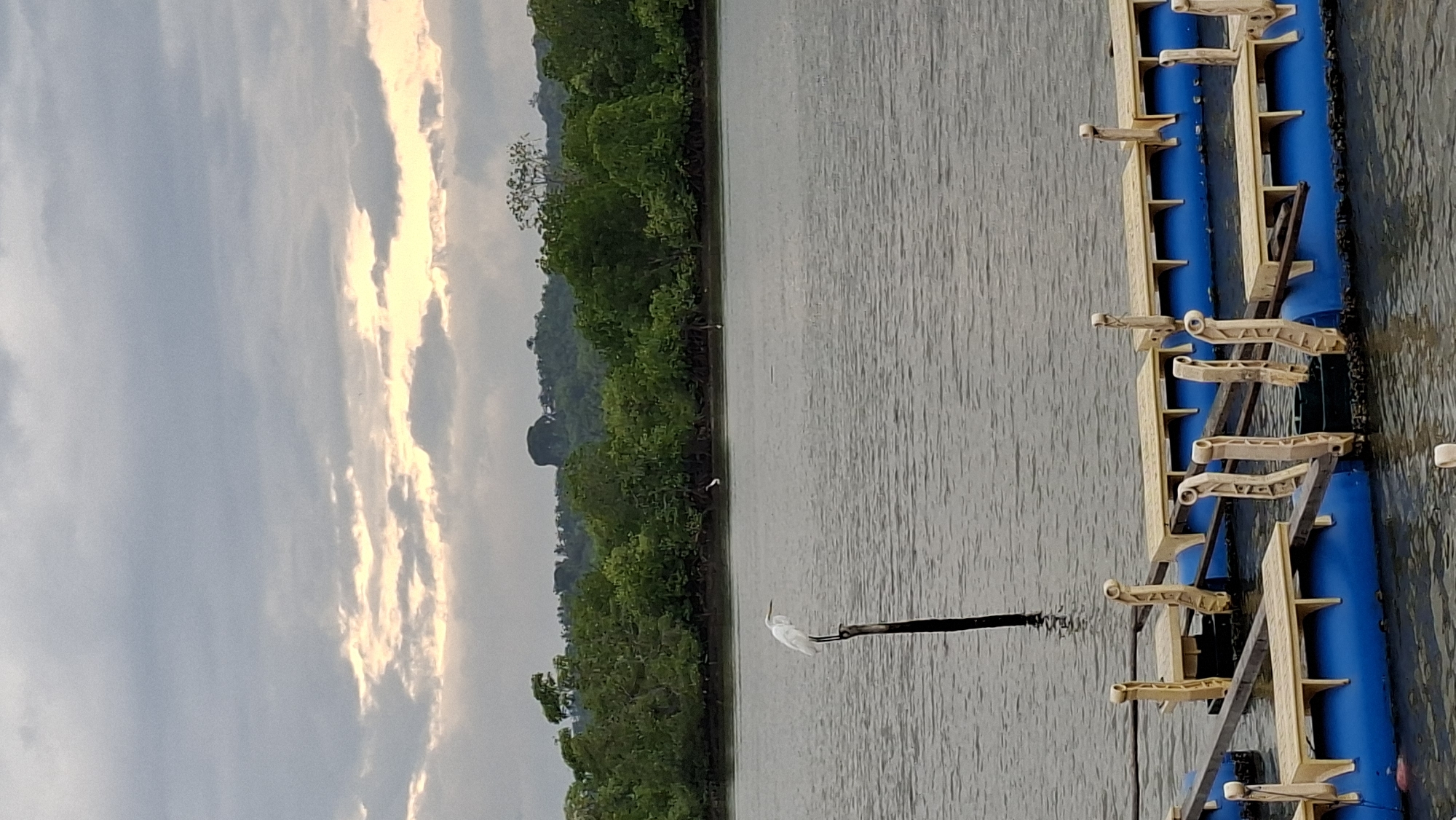 A vertical shot captures a serene waterscape with a white egret perched on a weathered wooden post in the foreground. The egret faces right, its slender form silhouetted against the calm, gray water. In the middle ground, a dense line of lush green trees forms a natural backdrop, their foliage a vibrant contrast to the muted tones of the sky. The sky itself is a dramatic canvas of gray clouds, with streaks of golden light breaking through, suggesting either sunrise or sunset. In the distance, rolling hills create a soft, hazy outline. At the bottom of the frame, a series of blue cylindrical buoys, likely part of a floating platform or dock, are visible, with beige wooden structures attached. The overall scene evokes a sense of tranquility and natural beauty. This photograph was taken in Lhokseumawe, Indonesia, specifically at the Ujong Blang beach area, a popular spot known for its mangrove forests and tranquil waters, often frequented by local fishermen and tourists seeking natural respite.
