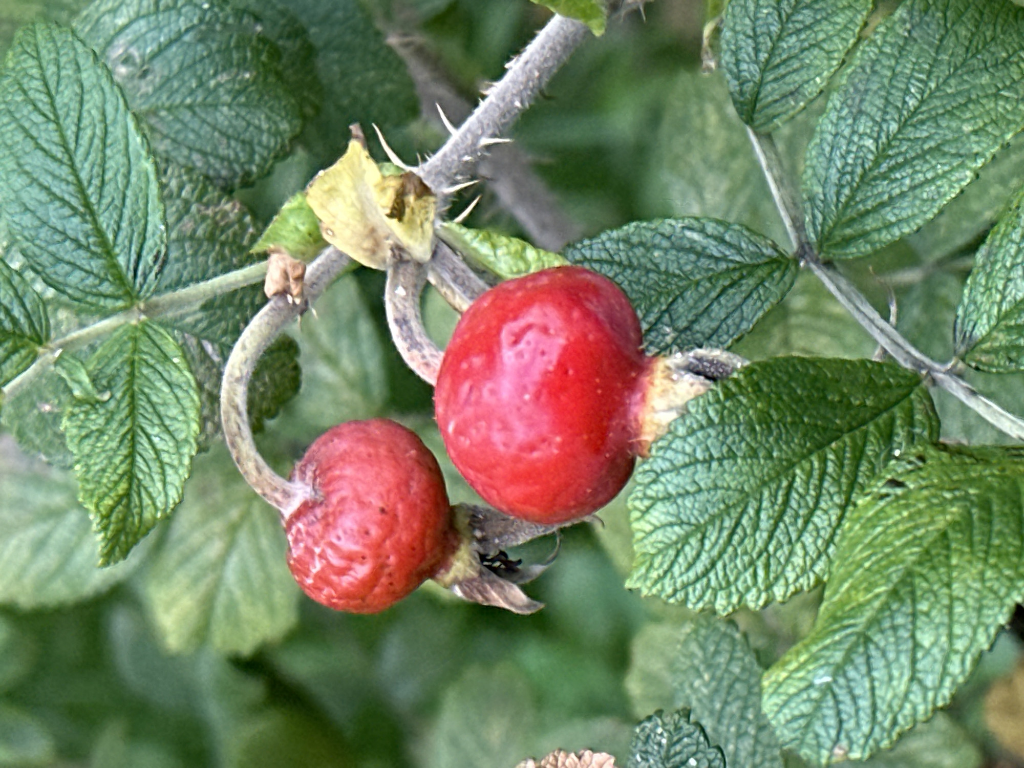 This is a close-up, vertical, outdoor photograph of two red rosehips on a thorny branch, surrounded by green leaves. The rosehips are bright red and have a slightly wrinkled texture. The branch is gray and covered in sharp, white thorns. The leaves are a deep green with visible veins and serrated edges. The background is a blur of green foliage. There are no people or animals visible in the image. The photograph was taken in Podolsk, Russia.
