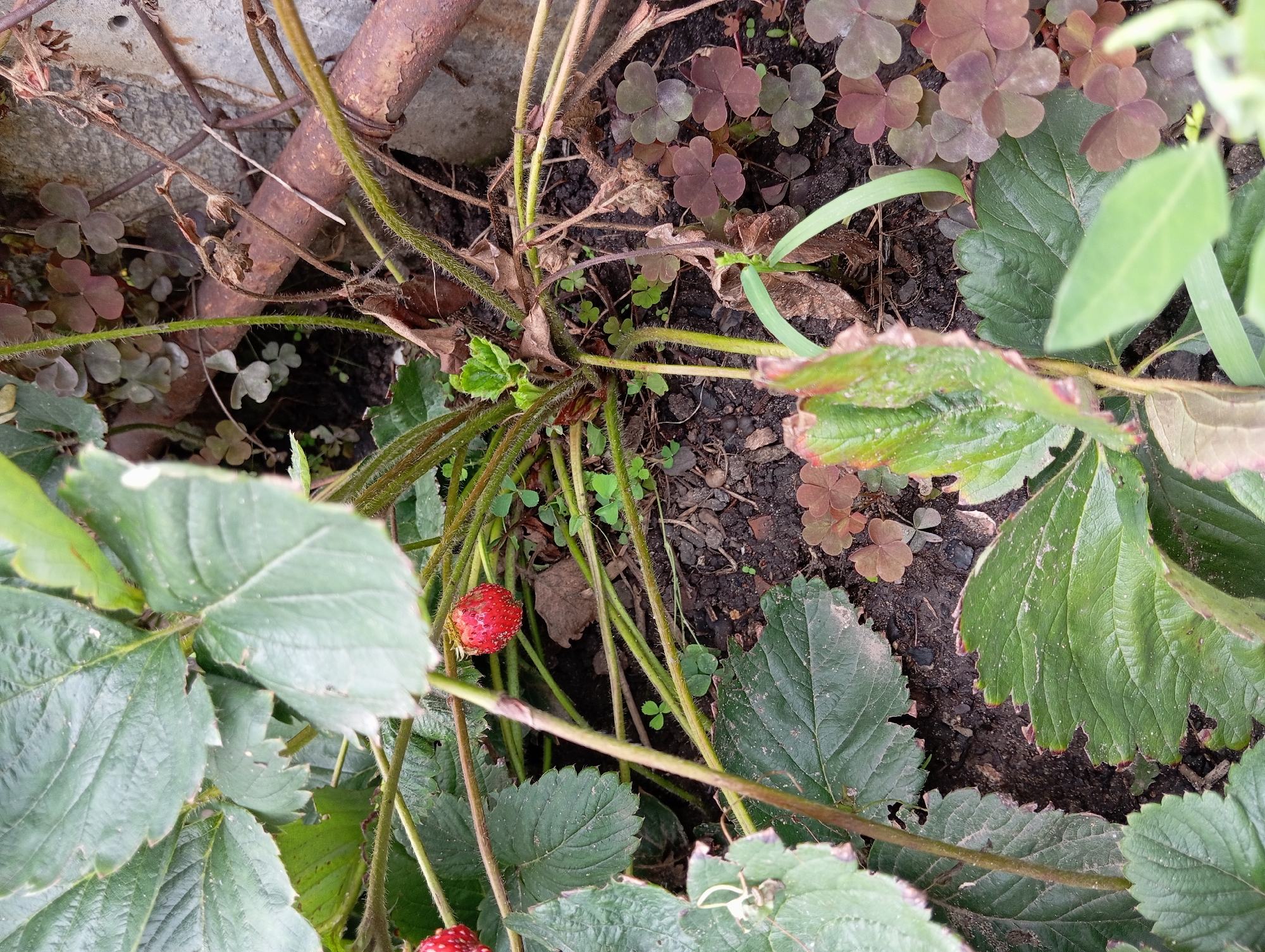 The image shows a close-up view of a strawberry plant growing outdoors, likely in a garden setting. The plant has large, green, serrated leaves and several red strawberries. The ground beneath the plant is dark soil, with smaller clover-like plants interspersed. A rusty metal bar or pipe runs horizontally across the mid-right of the image, suggesting it might be part of a fence or trellis. The overall impression is of a somewhat overgrown and rustic garden. The image does not provide any specific location details within Barnaul, Russia, or any information about people, actions, or interactions. It is a still life nature photograph.