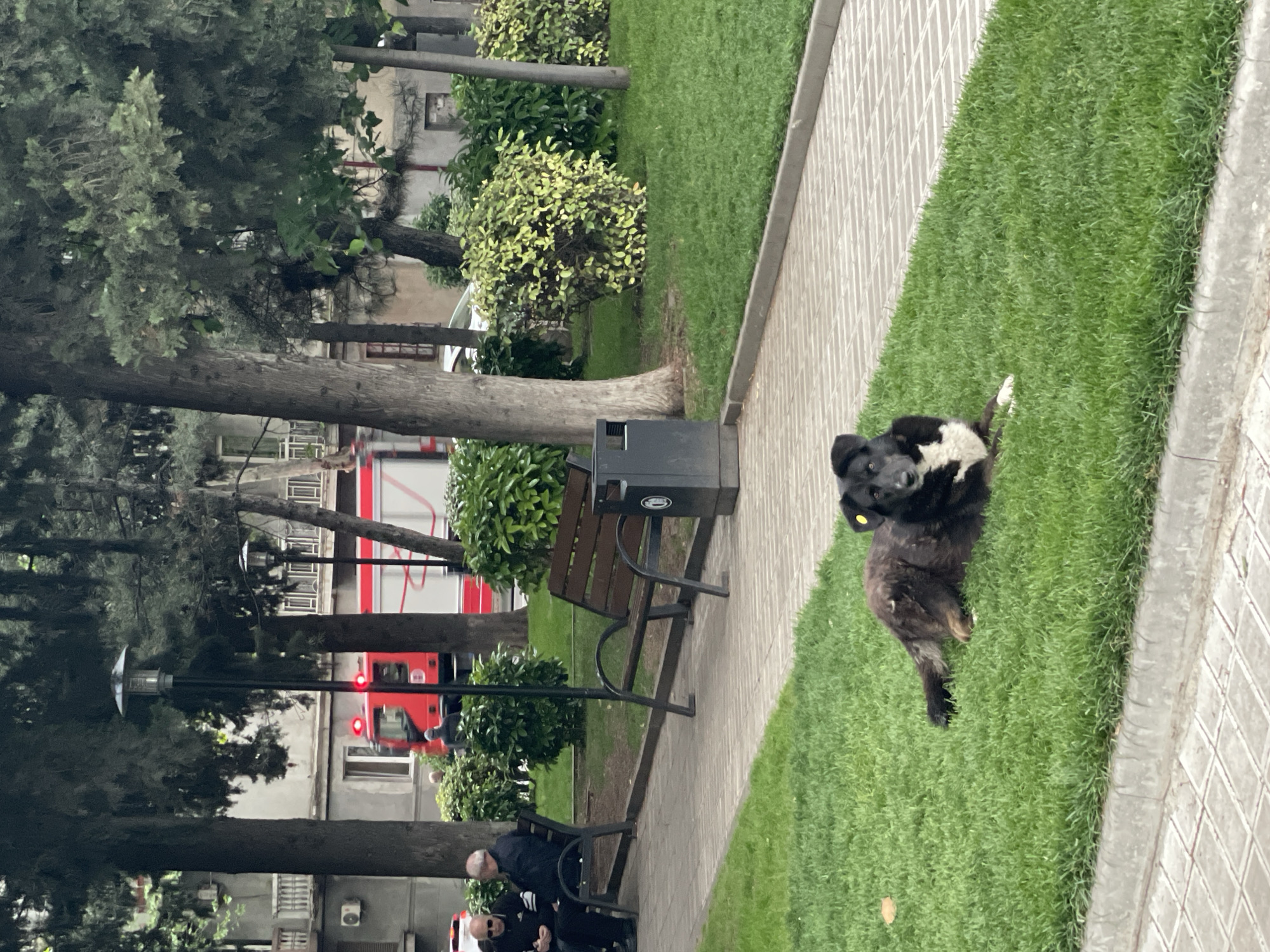 The photograph captures a street scene in Tbilisi, Georgia. A black and white dog with a yellow tag on its ear lies on the grass next to a pedestrian walkway paved with gray bricks. The walkway is adjacent to a bench, next to a trash receptacle. Two individuals are seated on a bench, and a red bus is visible in the background through the trees. The environment consists of trees, bushes, and a grassy area.