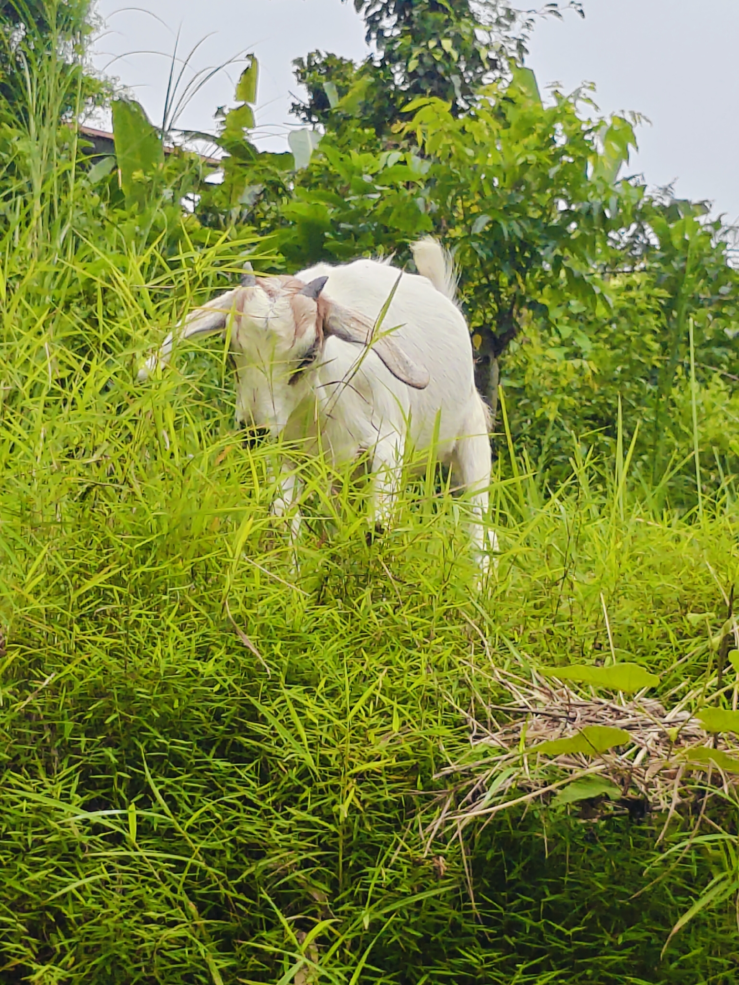 A white goat with brown markings on its face and ears stands in a dense field of tall green grass. The goat's head is lowered as if grazing. Behind the goat, a lush green forest can be seen, with trees and other vegetation. The sky above is overcast. This scene is likely in a rural area surrounding the city of Pokhara, Nepal, where such pastoral landscapes are common.