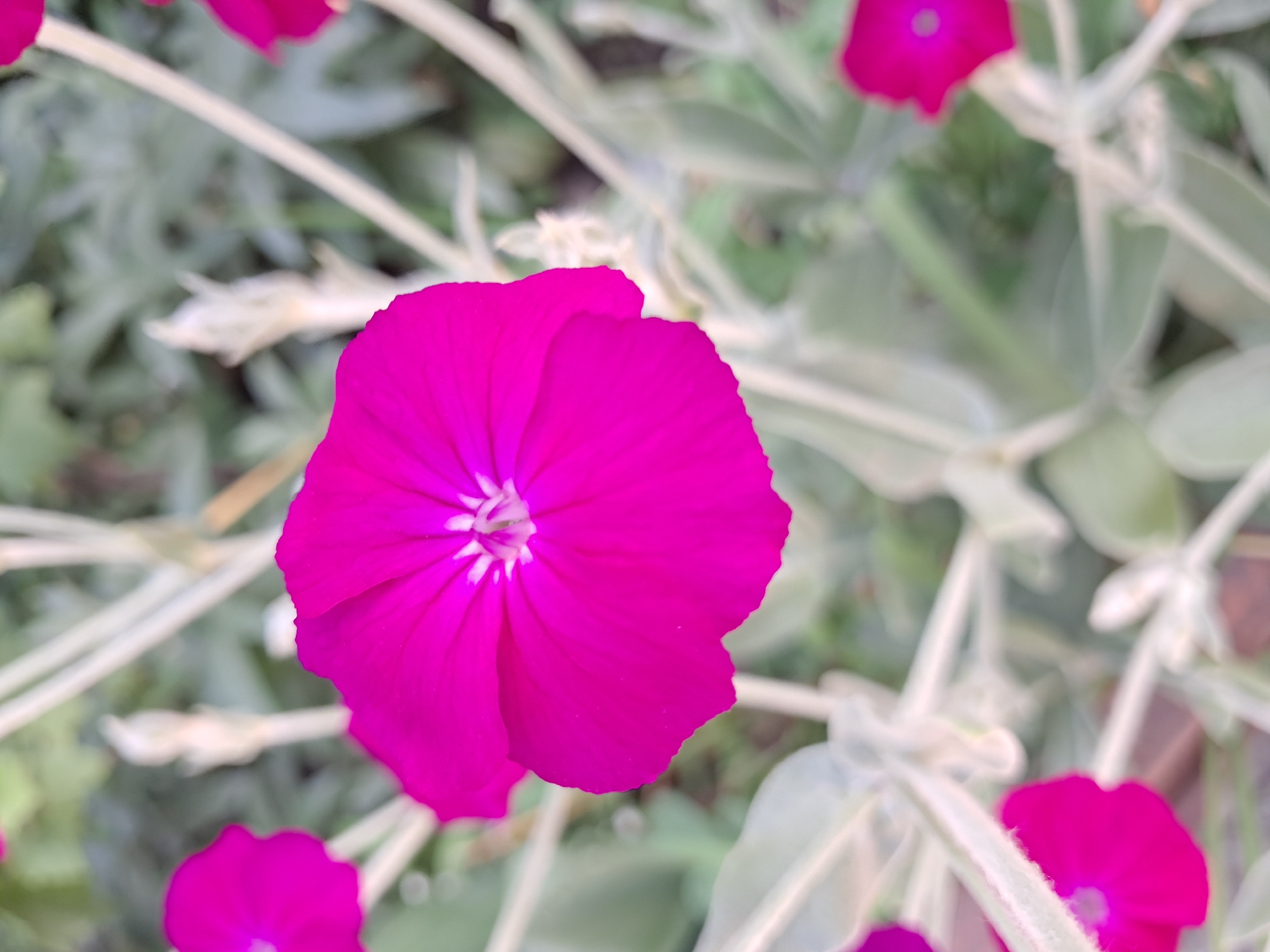 The image is a close-up, top-down view of several bright pink flowers with pale green, fuzzy stems and leaves. The flowers have five petals each and a white center. The background is a blur of green and gray, suggesting a garden setting. There are no people or animals visible in the image. The location is listed as Unknown, Unknown.