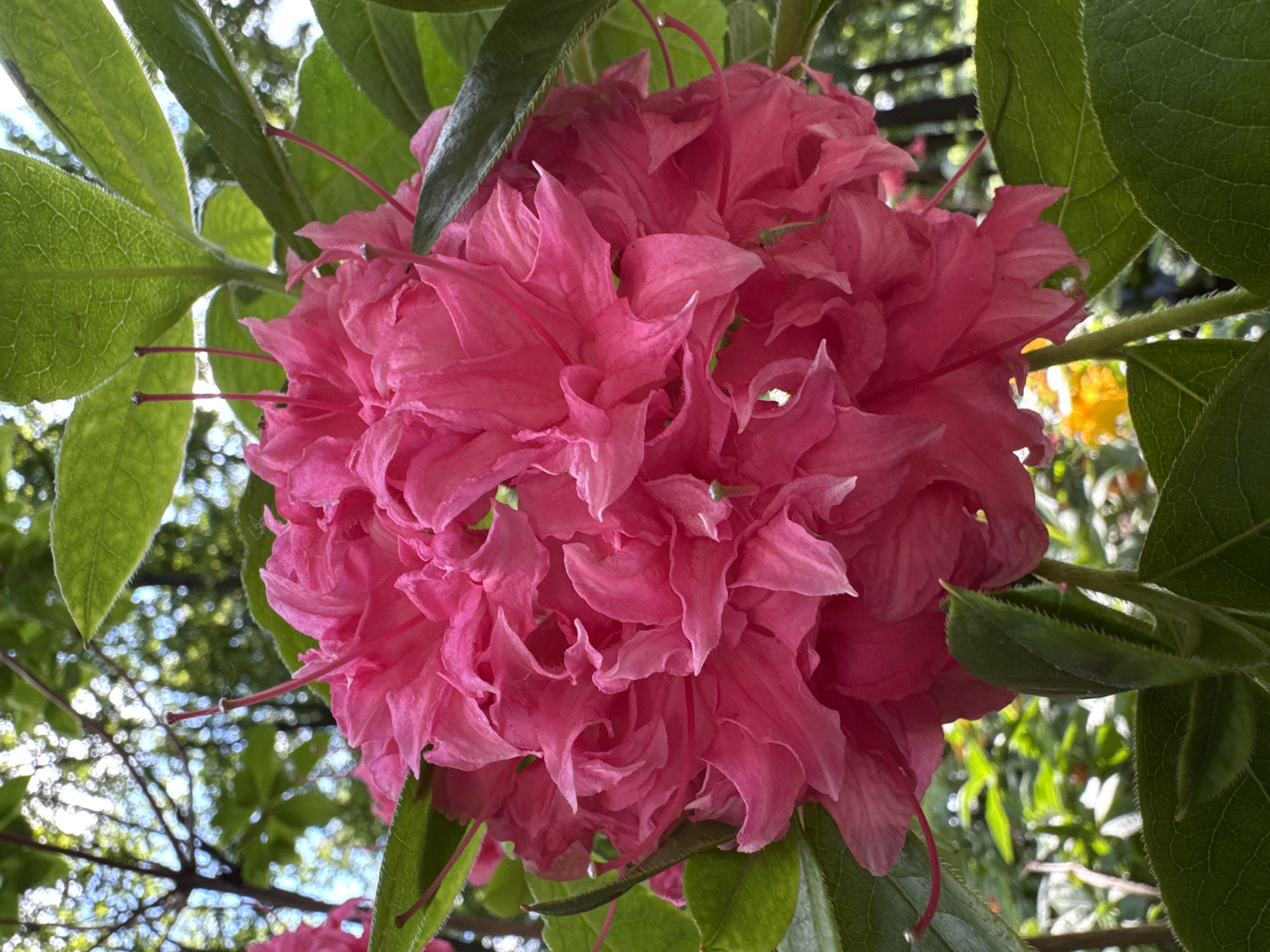 A close-up, eye-level, vertical shot showcases a large, vibrant pink azalea flower in full bloom. The flower's ruffled petals create a dense, spherical cluster, with some petals slightly unfurling. Several delicate, pink pistils extend from the center of the bloom, each tipped with a small, dark anther. The flower is surrounded by lush, green azalea leaves, some of which are in focus, displaying prominent veins and fuzzy edges, while others are softly blurred in the background. Through the foliage and behind the flower, a sun-dappled garden scene is visible, with blurred green trees, branches, and hints of sunlight filtering through. A touch of yellow is present in the lower-right background, likely from another flowering plant. The setting appears to be a natural, outdoor environment, possibly a garden or park, with no discernable man-made structures or individuals. The image quality is sharp, with good detail and natural lighting that highlights the textures of the petals and leaves. The scene does not provide any specific information that would place it within the city of Saint Petersburg, Russia, or any other specific geographic location.