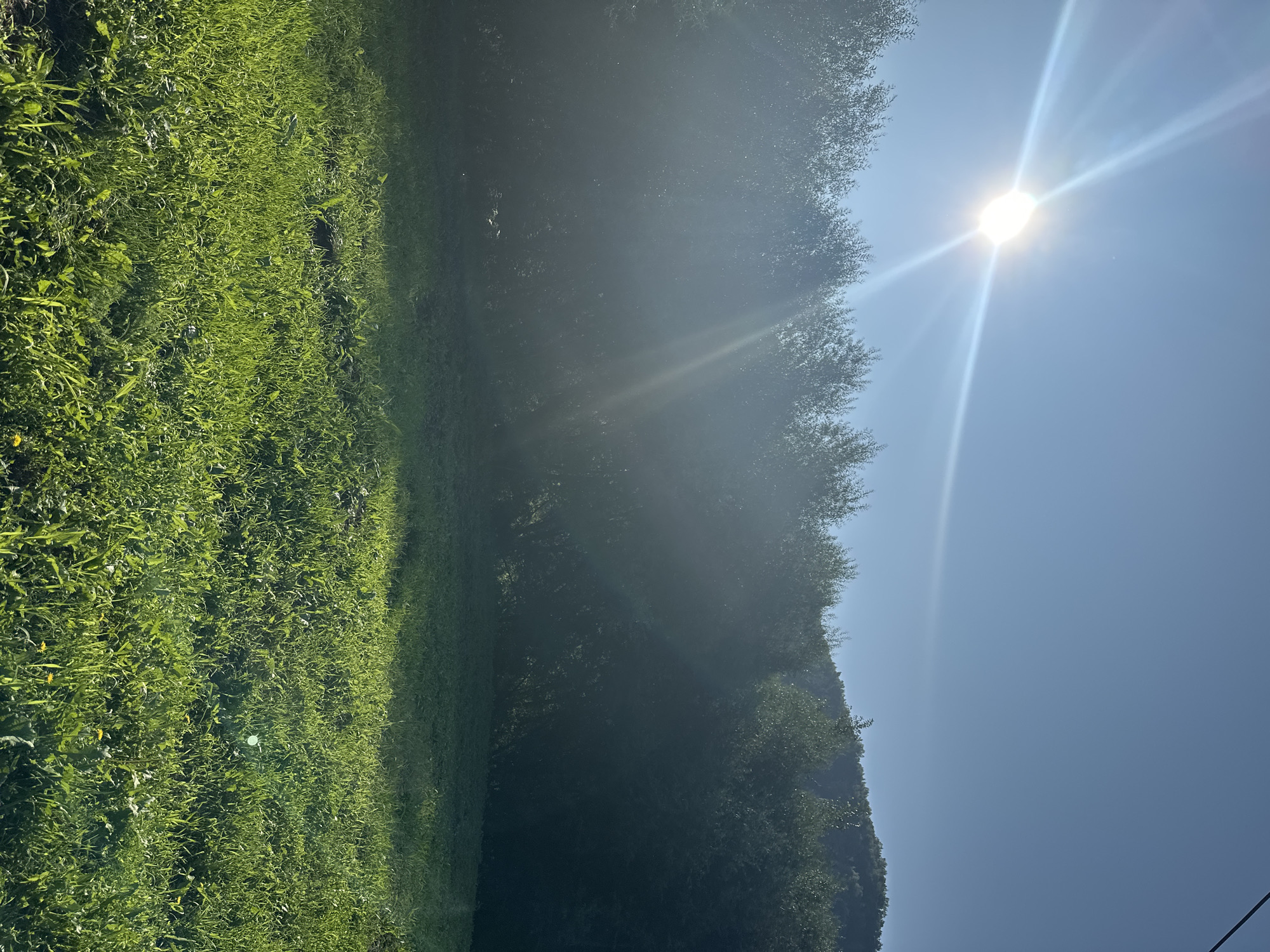 The image depicts an outdoor scene with a bright sun and clear blue sky. In the foreground, a lush green grassy field is visible, with some patches of dandelions. Behind the field, a dense line of trees forms a dark silhouette against the bright sky, with some trees appearing lighter due to the sun's glare. A gentle slope of a tree-covered hill is seen in the background on the right side of the image. The sun is positioned in the upper left quadrant, emitting strong rays that create a lens flare effect, casting a bright glare over a portion of the trees and the sky. The location is identified as Danilovka, Russia. There are no people or animals visible in the image.