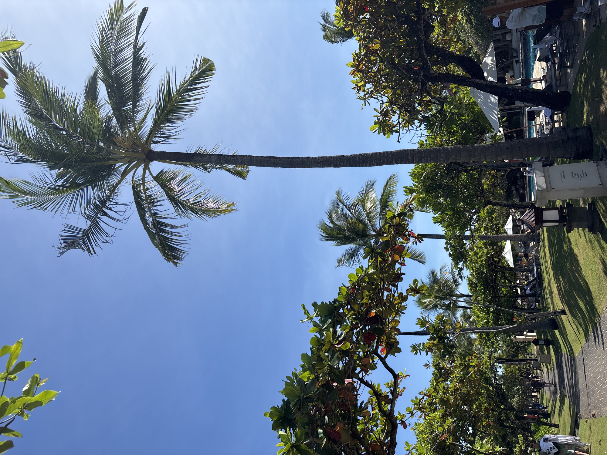 The image depicts a beach scene in Kuta Selatan, Indonesia, viewed from a low angle looking upwards towards the sky. A tall palm tree with a long, straight trunk extends horizontally across the frame. Another palm tree, shorter in height, is visible to the right of the central palm, framed by trees with broad leaves. The sky is clear blue. On the right side of the image, there's a paved path lined with trees, leading towards what appears to be a resort or beach club, evident from the white umbrellas and lounge chairs. People are scattered along the path.
