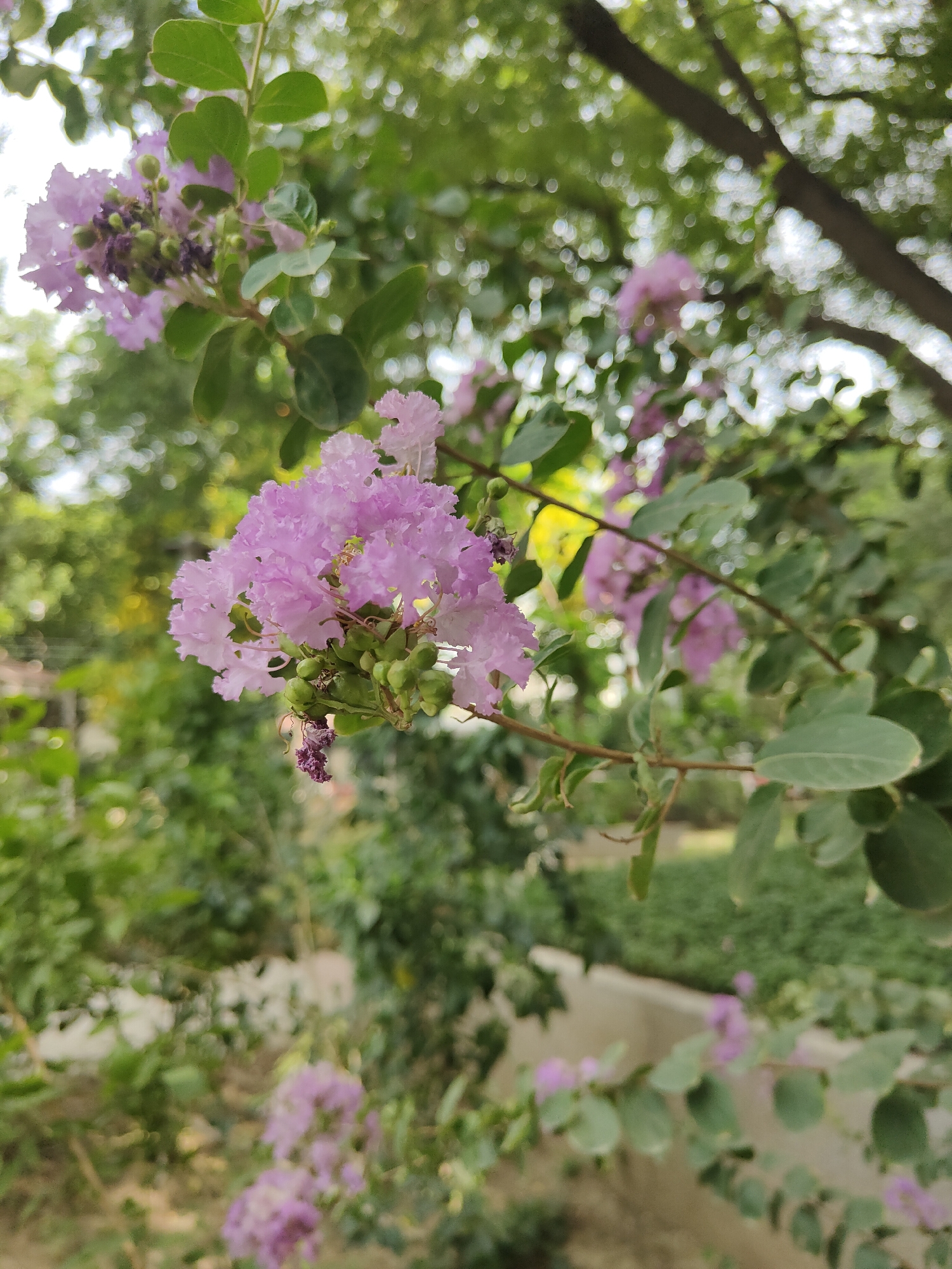 A close-up, eye-level shot shows a cluster of light purple crepe myrtle flowers in bloom. The flowers are delicate with ruffled petals and are accompanied by small, green seed pods. The blossoms are part of a branch with green leaves, and the background is a blur of green foliage, tree trunks, and hints of light-colored structures, suggesting an outdoor, possibly urban setting. The lighting is natural and appears to be daytime, with soft shadows. The composition focuses on the foreground flowers, with the background providing context and depth through bokeh. The image was taken in Gurgaon, India.