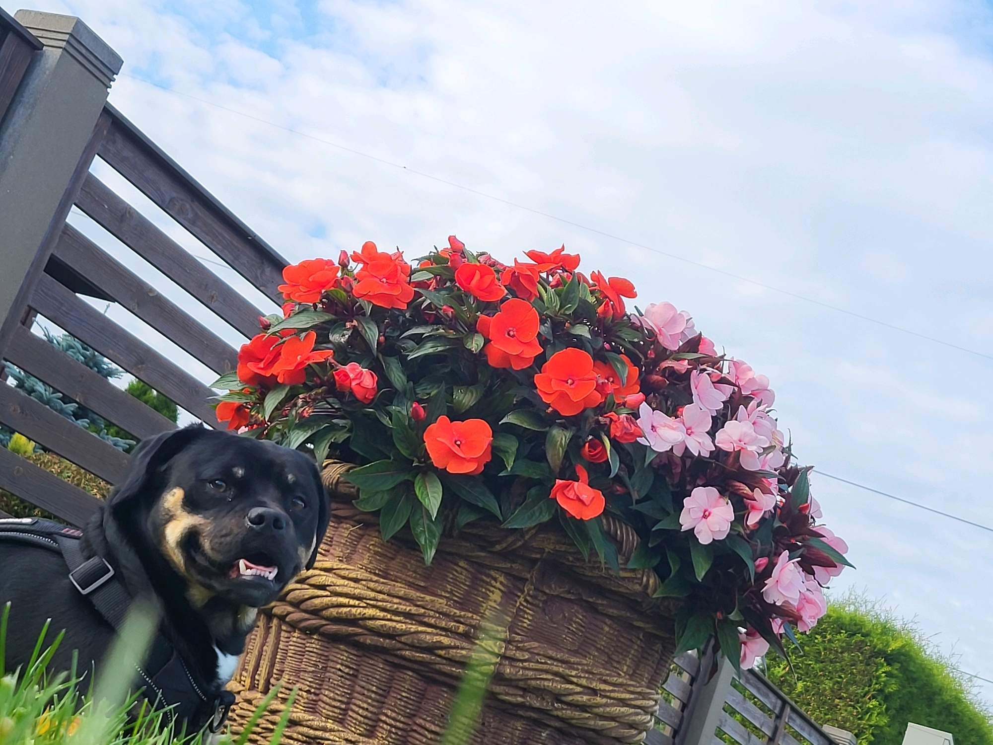 A Rottweiler dog with a black harness is lying on green grass in front of a large, woven planter filled with red and pink impatiens flowers. The dog is looking towards the camera with its mouth slightly open, revealing its teeth. Behind the planter and dog is a dark wooden fence, and beyond that, a hedge and the sky with some clouds. The scene appears to be outdoors, possibly in a garden or yard, in the city of Jelgava, Latvia.