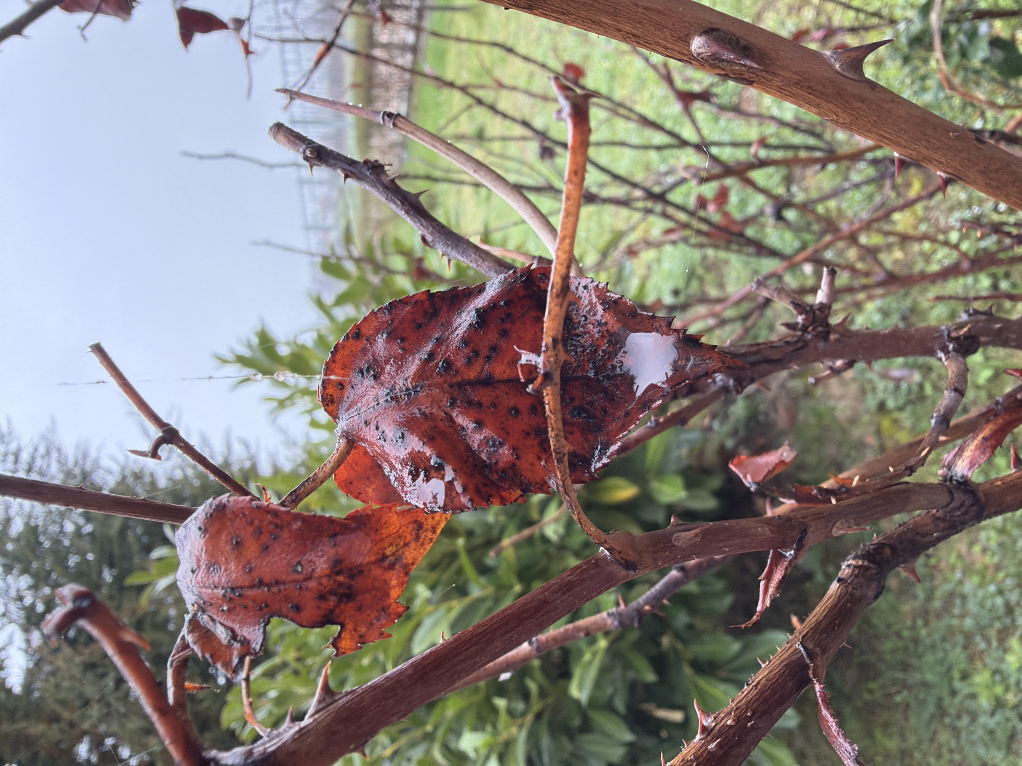 The image shows a close-up of branches with thorns and a couple of brown, mottled leaves, likely after rainfall as evidenced by the wet appearance and water droplets. The branches are bare, suggesting it's late fall or winter. The background is blurred, showing greenery and a cloudy sky. There is no indication of the location being Parvenets, Bulgaria, or any urban environment. The scene is purely natural with no people, subjects, actions, or interactions apparent. The essential details are the thorns, the leaves, the branches, and the weather conditions.