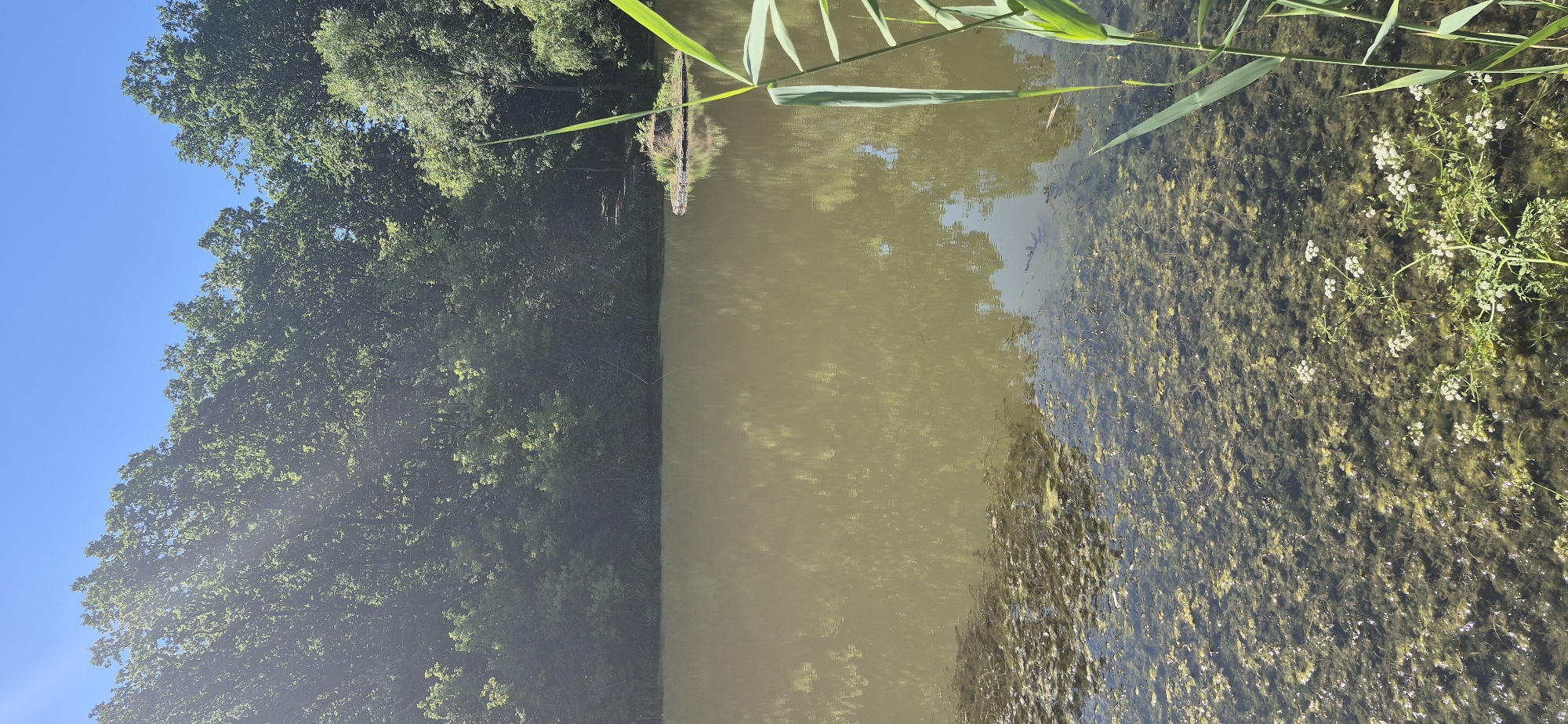 The image depicts a serene natural landscape, likely a pond or lake, surrounded by lush green trees under a clear blue sky. The water is murky and reflects the surrounding foliage, with areas of aquatic plants visible near the foreground. A small, overgrown island is present in the middle of the water body. Tall green reeds and some white wildflowers grow along the water's edge in the foreground. The scene conveys a peaceful, undeveloped environment. While the image shows a natural setting, there is no indication of its specific location within the city of Ivancea, Moldova.