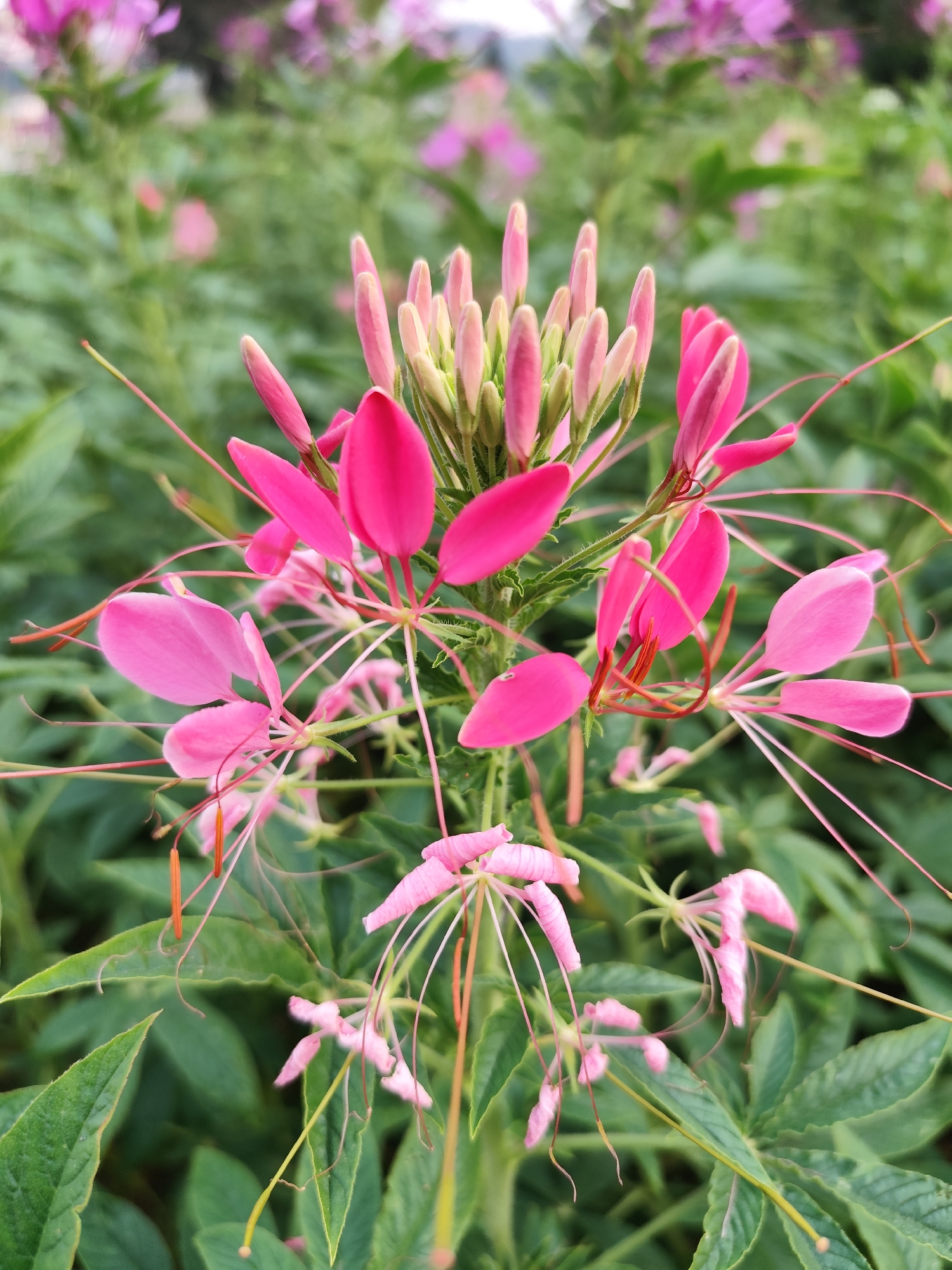 The image shows a close-up of a pink spider flower (Cleome) in bloom. The flower has elongated pink petals and prominent, thread-like stamens extending outwards. In the background, there are more flowers of the same type, along with green foliage. The scene is in a garden or natural setting, likely in Da Lat, Vietnam, known for its flower gardens.