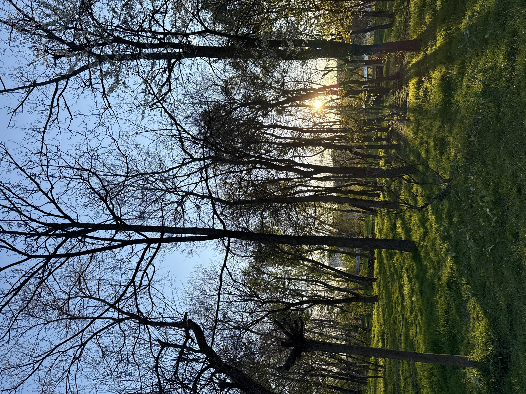 The image depicts a park setting with tall trees, mostly bare branches reaching towards a blue sky. The sun is low on the horizon, shining through the trees, creating long shadows across a grassy area. The grass appears green and well-maintained. There are no people visible in the image. The location appears to be a park or green space within an urban area. The location in the city of Unknown, Unknown cannot be confirmed.