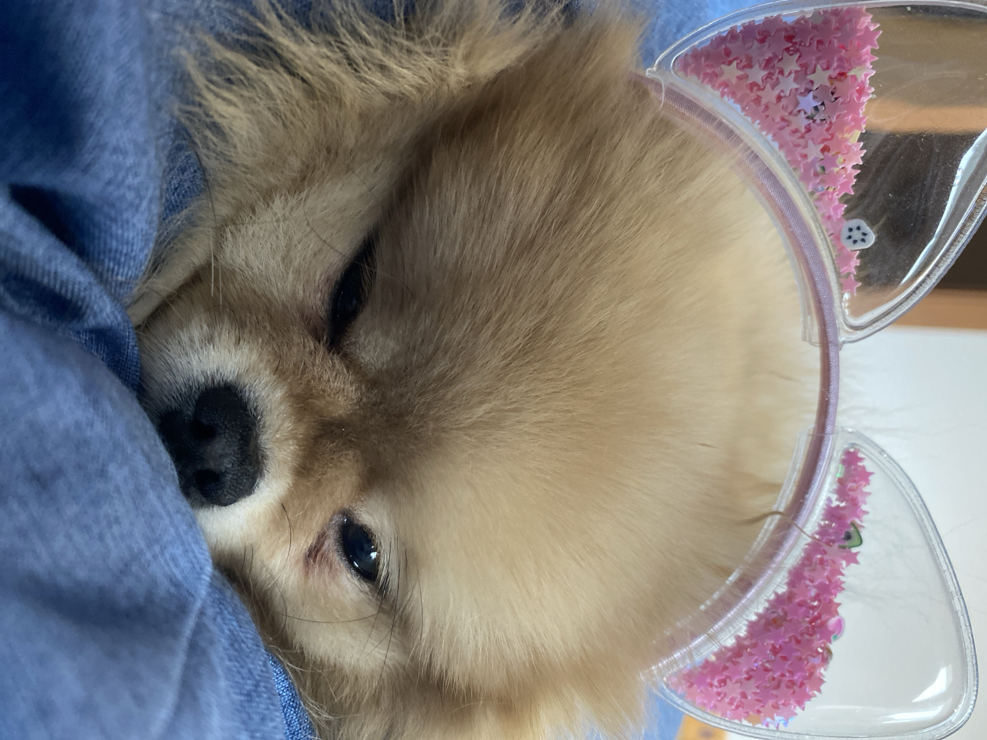 A small, fluffy, tan-colored dog is nestled against a blue garment, possibly denim. The dog has dark eyes, a black nose, and is wearing a clear plastic headband with pink star-shaped decorations inside. The background is indistinct, suggesting the location is indoors.