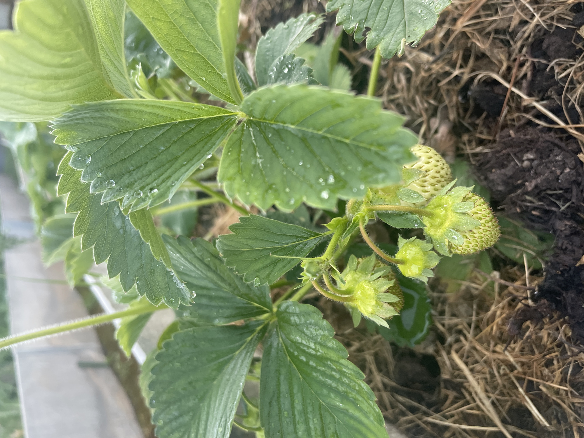 A close-up, eye-level shot captures an unripe strawberry plant in a garden setting. The plant features large, serrated green leaves, some bearing water droplets. Several small, pale green strawberries, some showing developing seeds, hang from the stems. The ground beneath the plant is covered with a layer of dried straw and dark soil. In the background, a blurry white structure, possibly a greenhouse or raised bed, is visible. The image is taken outdoors, under natural lighting. There are no people or animals present in the scene.