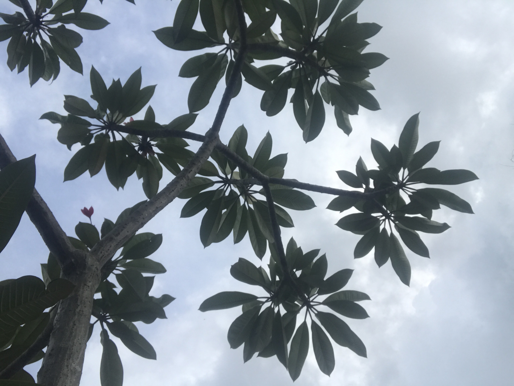 The image shows a view looking up into a tree, likely a Frangipani tree given the leaf shape, against a cloudy sky. The tree trunk is visible on the left side of the frame. The leaves are arranged in clusters at the ends of the branches, casting shadows against the sky. One small, red flower is visible near the trunk. Based on the prompt, the location is Lhokseumawe, Indonesia, though this cannot be verified from the image alone. The image appears to be taken during overcast weather conditions.
