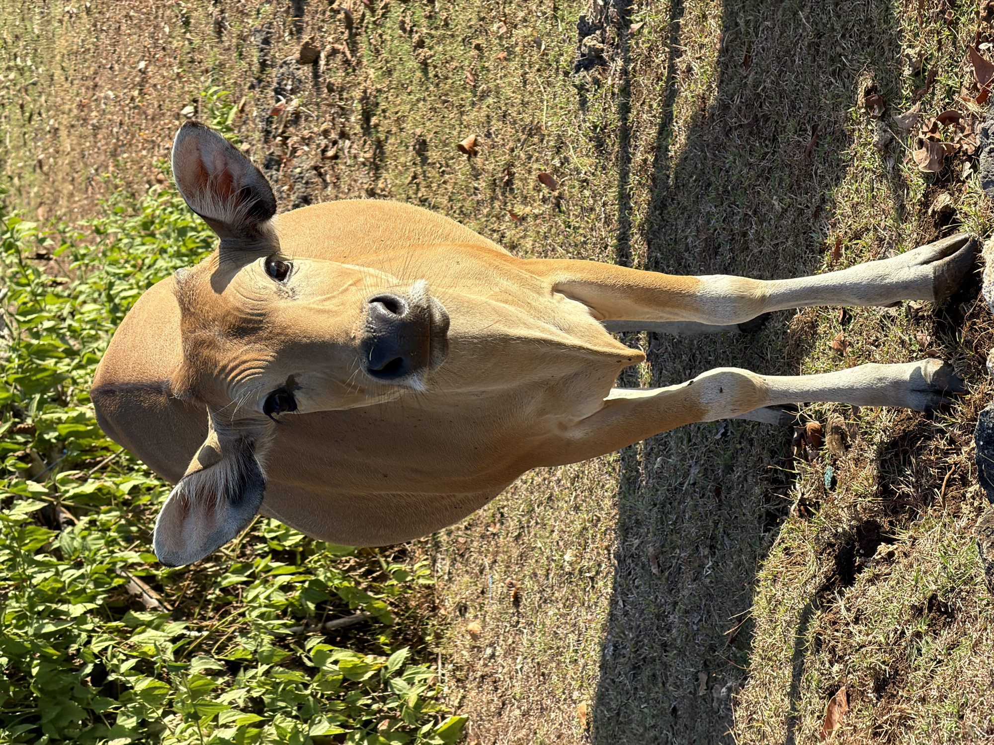 A young, light brown cow stands facing the camera in a grassy, sun-dappled area. The cow is positioned centrally, its head slightly lowered. Green foliage forms a backdrop on the left side of the image, while dry grass and earth fill the rest of the scene. The lighting suggests it is late afternoon, casting shadows on the ground. This scene is located in Kuta Selatan, Indonesia.