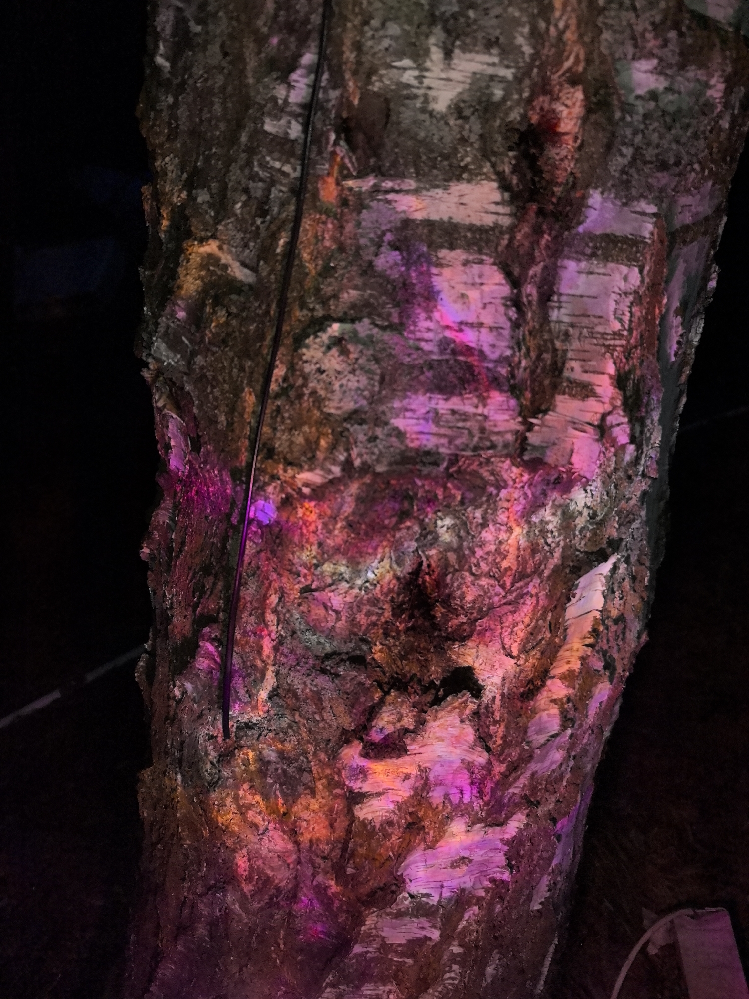 A close-up shot shows the trunk of a birch tree illuminated with pink and orange light, possibly from an external source. A thin, dark wire runs vertically down the tree trunk. The background is dark and indistinct, suggesting a nighttime setting. The location, Noviy, Russia, is provided, but there's no further visual information to confirm or expand on this information.