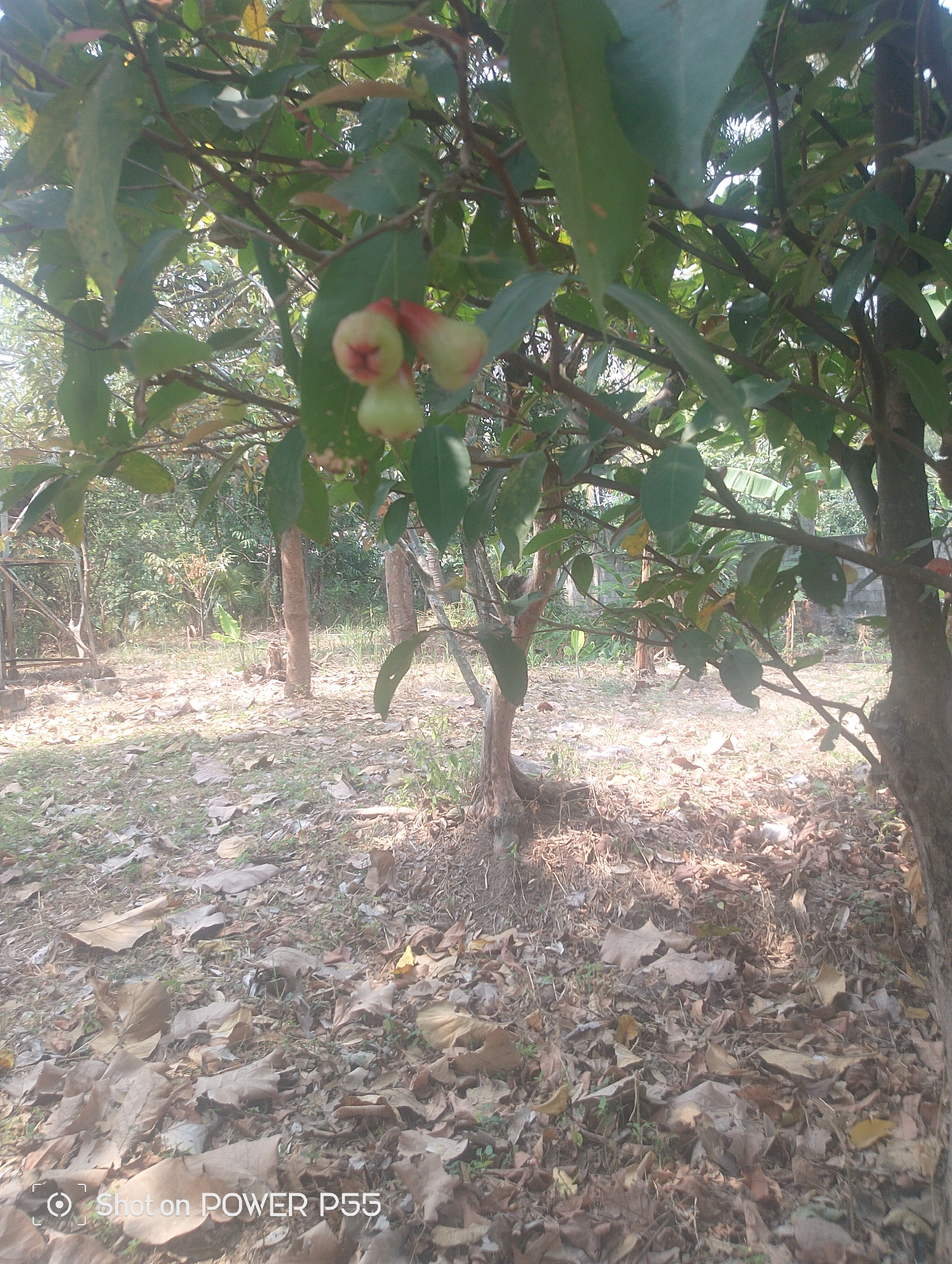 The image depicts a close-up view of a tree branch laden with a cluster of small, bell-shaped fruits, some appearing pinkish-red at the top and pale green towards the bottom. The fruits are suspended among lush green leaves. The background reveals a sun-dappled forest floor covered with dry fallen leaves and scattered blades of grass. Several tree trunks are visible, with one prominent trunk on the right side of the frame. In the distance, beyond the trees, a dense green foliage suggests a natural environment. The lower-left corner of the image contains a watermark reading "Shot on POWER P55". The scene is set outdoors, likely in a tropical or subtropical region, given the vegetation. Based on information provided in the prompt, this scene is located in the city of Lebaksiu, Indonesia.