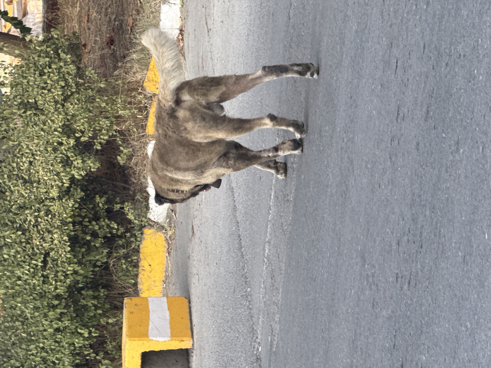 A medium shot shows a medium-sized, tan-colored dog walking on a gray asphalt road. The dog is viewed from behind and is slightly angled to the left. It has a thick tail that is held up and appears bushy. The dog has a dark collar around its neck. To the left of the dog, there is a yellow concrete barrier with white stripes. Behind the barrier and the dog is a dense green bush. The ground is mostly paved asphalt with some scattered dry leaves and dirt. The lighting suggests it is daytime. The image appears to have been taken in Gebze, Turkey.